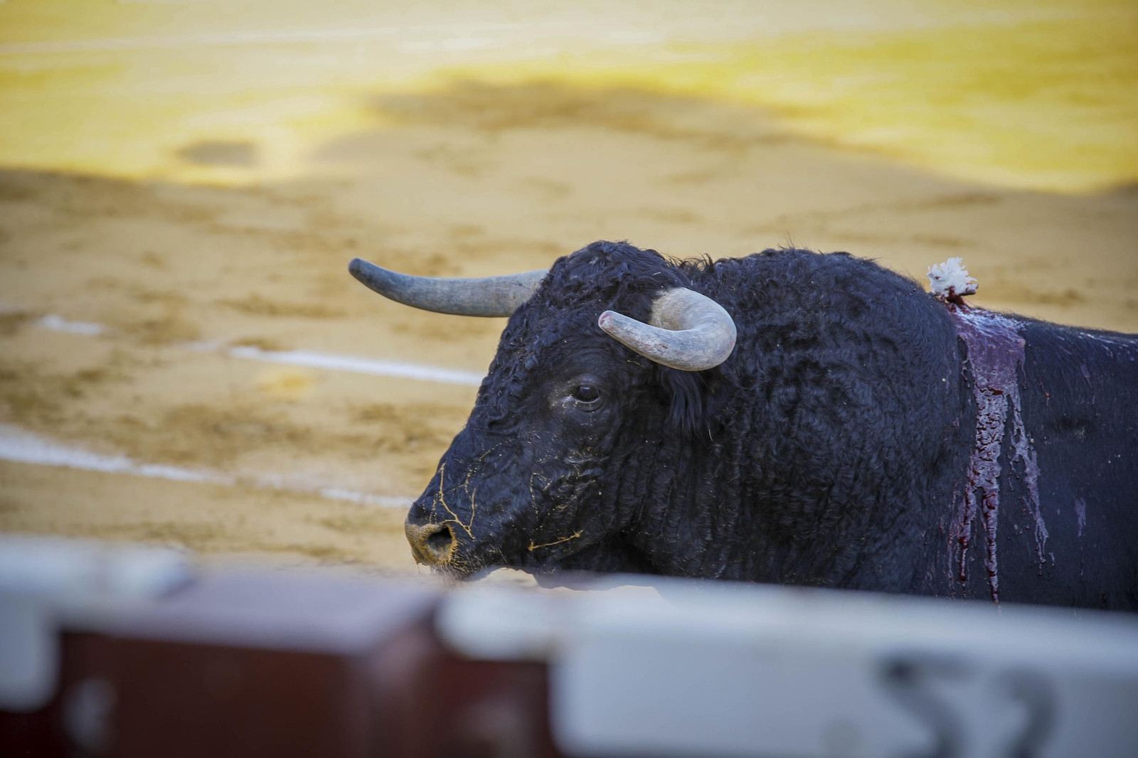 Corrida de toros Berja con un toro indultado, en imágenes