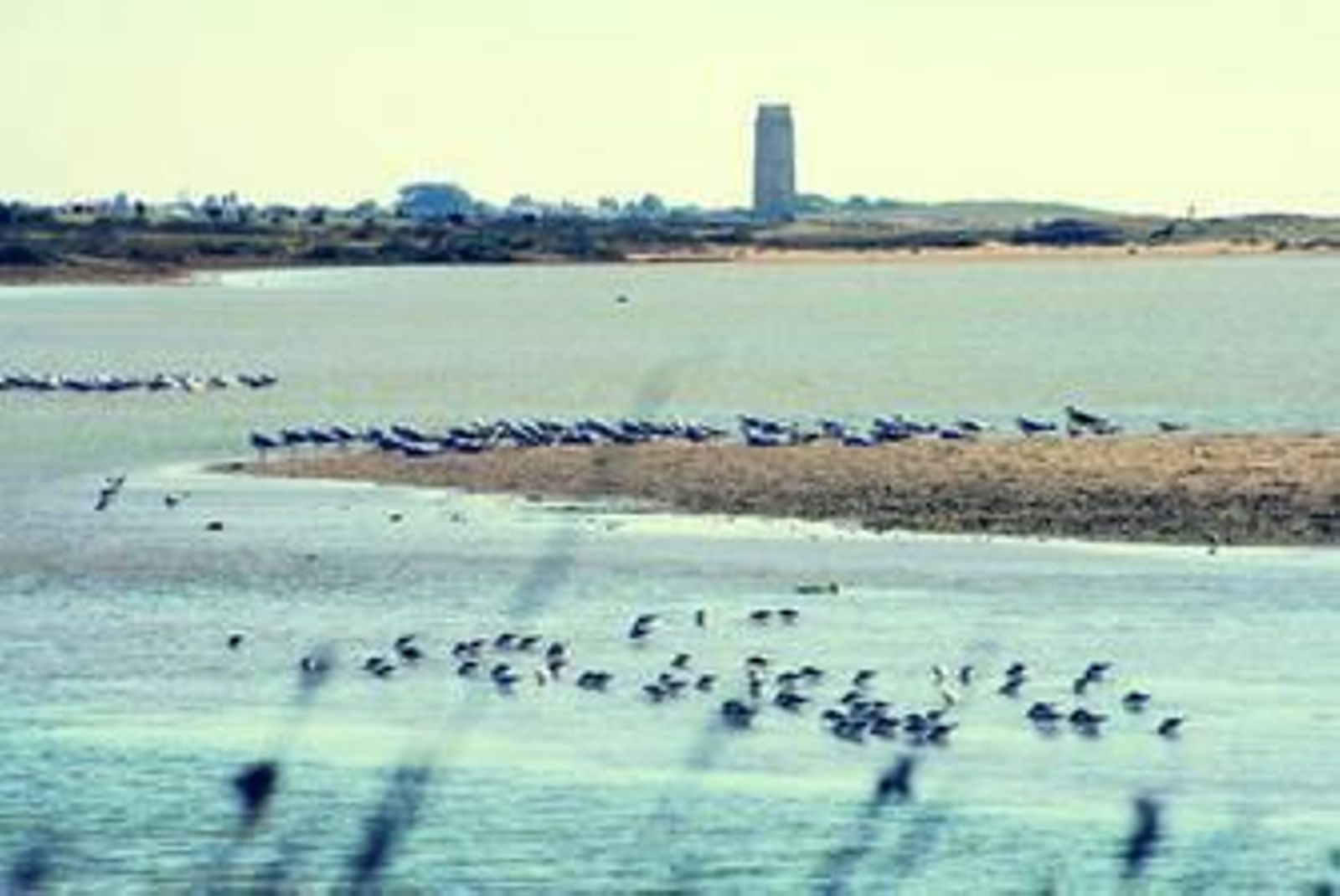 El entorno natural de la playa de Castilnovo, en Conil, con la antigua torre al fondo.