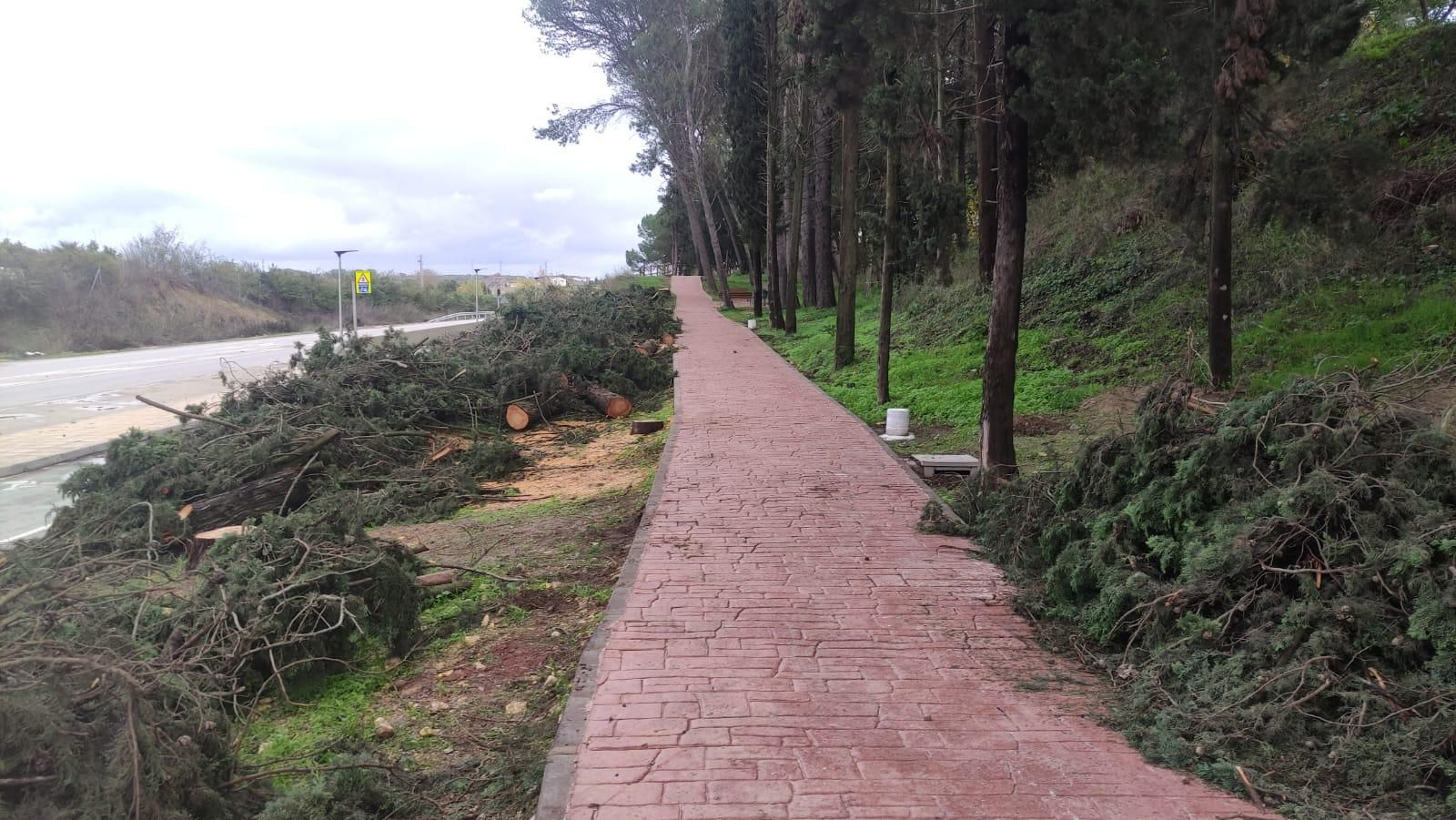 Tala de cipreses y pinos carrascos en Estella del Marqués.