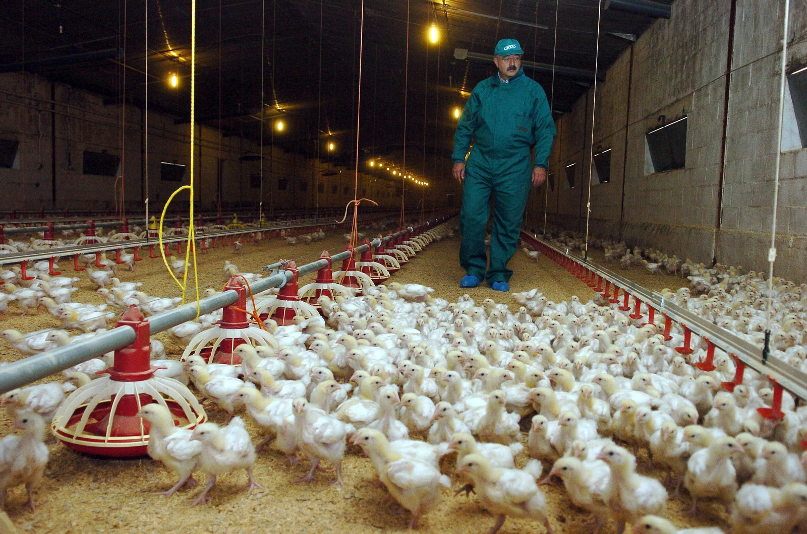 Una granja de pollos en España.