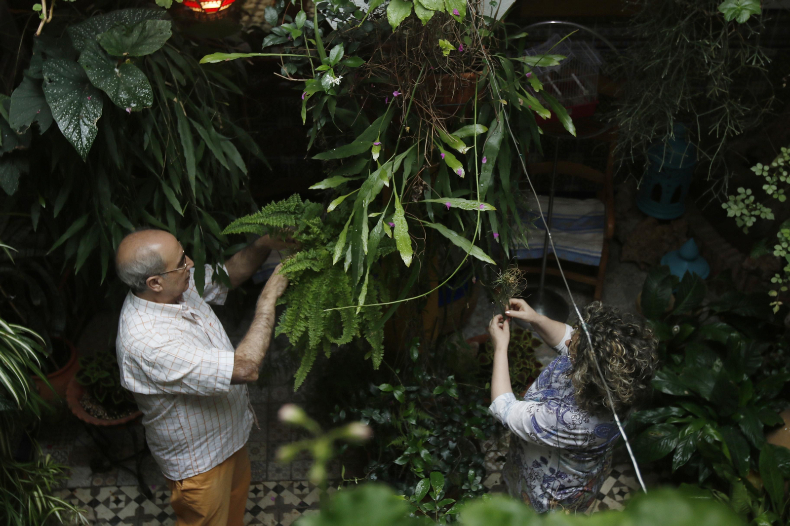 Los Patios de Córdoba en tiempos de crisis: Alfonso XII, 29
