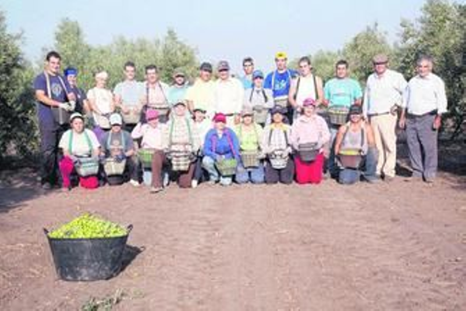 1. Trabajadores de la cuadrilla de la familia Lobato. 2. El contenido de las espuertas se vuelca en los remolques para su posterior traslado a los contenedores. 3. En cada olivo hay tres campesinos, dos en los bancos para las partes más altas y uno en el suelo; la red evita que caigan al suelo. 4. Dos jornaleros transportan una espuerta llena de gordales. 5. La recogida de aceituna sigue siendo de forma manual para no dañar el olivo ni el fruto.
