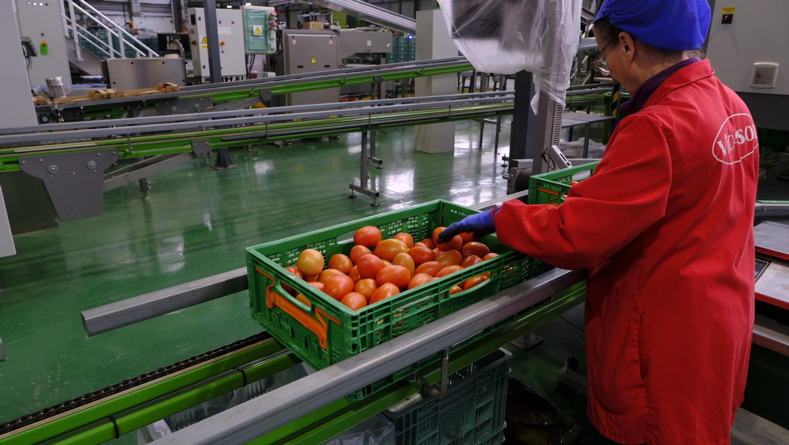Tomates del campo almeriense para los lineales de los supermercados, en imágenes