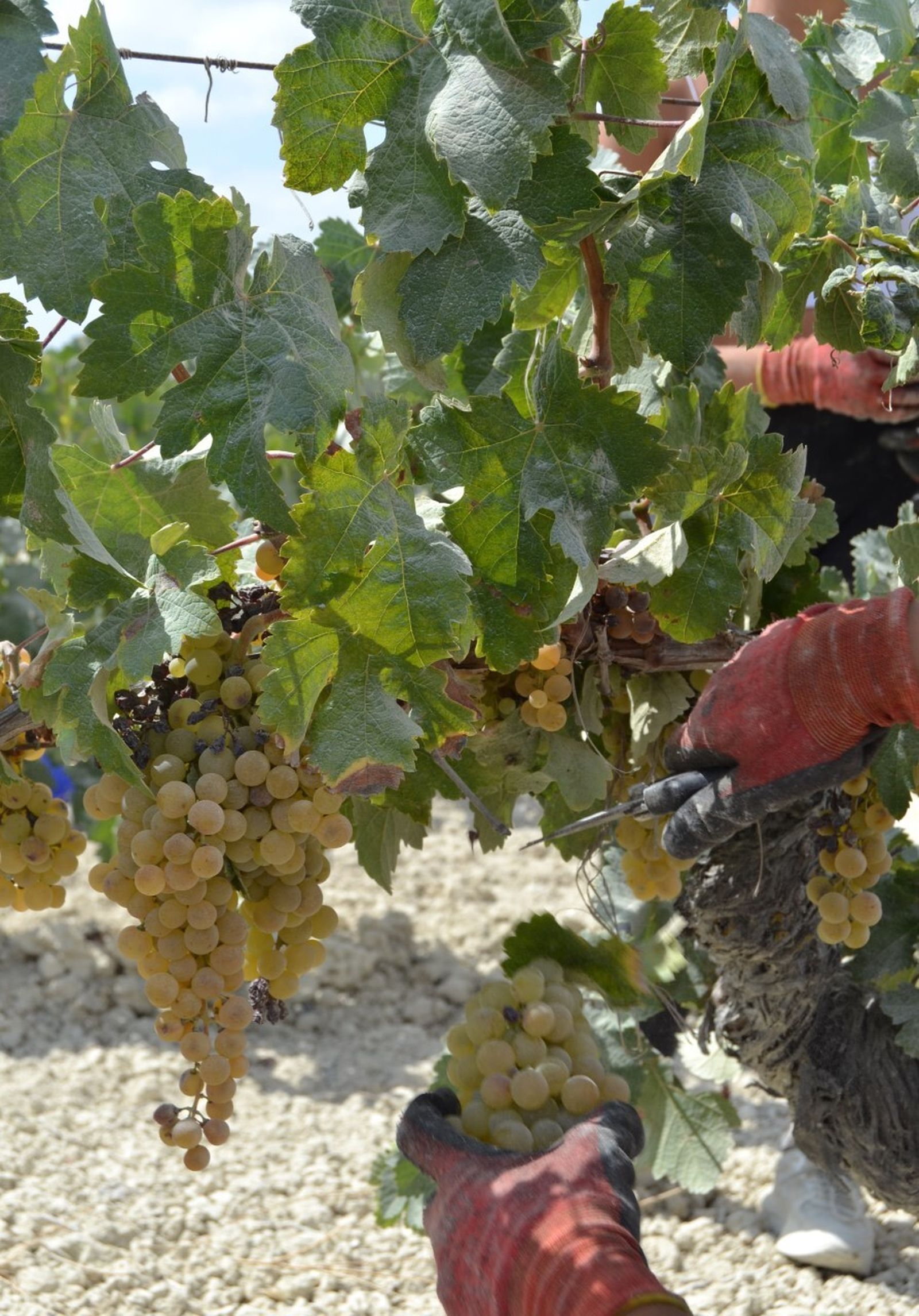 Detalle de la vendimia manual en el pago de Macharnudo.