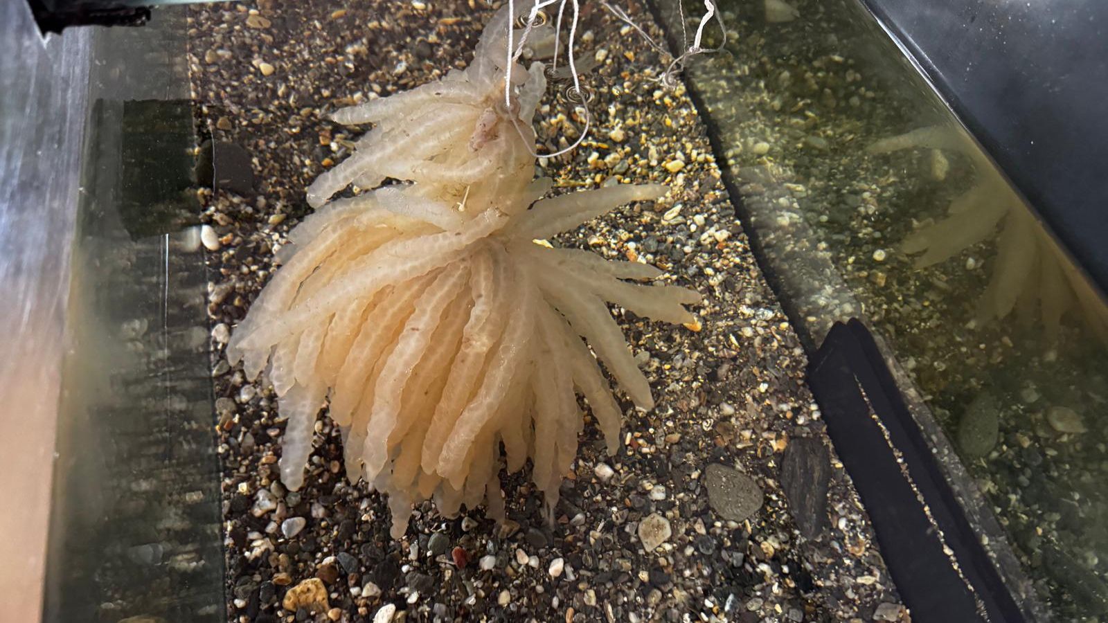 Puestas de calamar en la guardería de cefalópodos