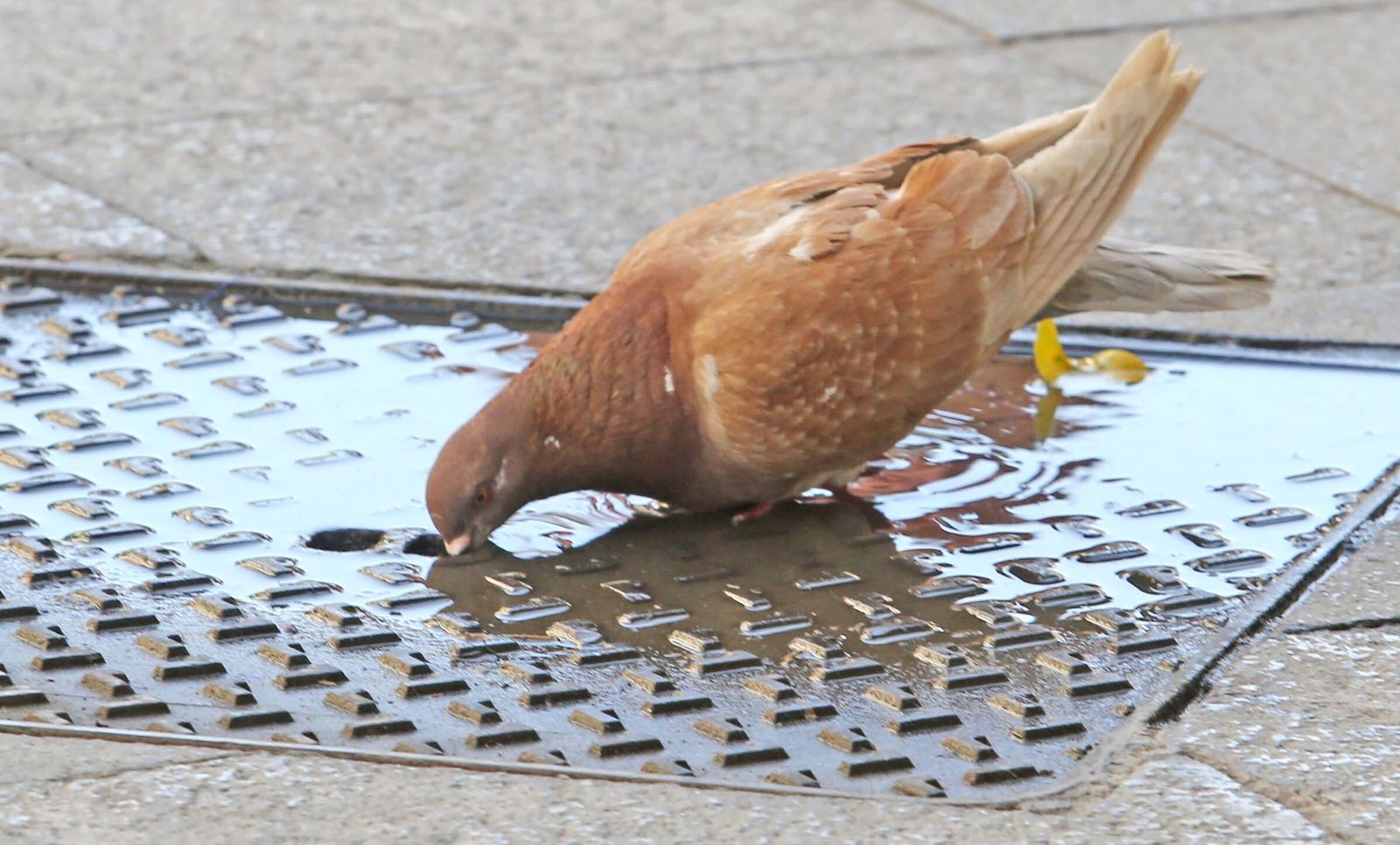 Una paloma se refresca en el centro de Jerez con el agua caída encima de una losa