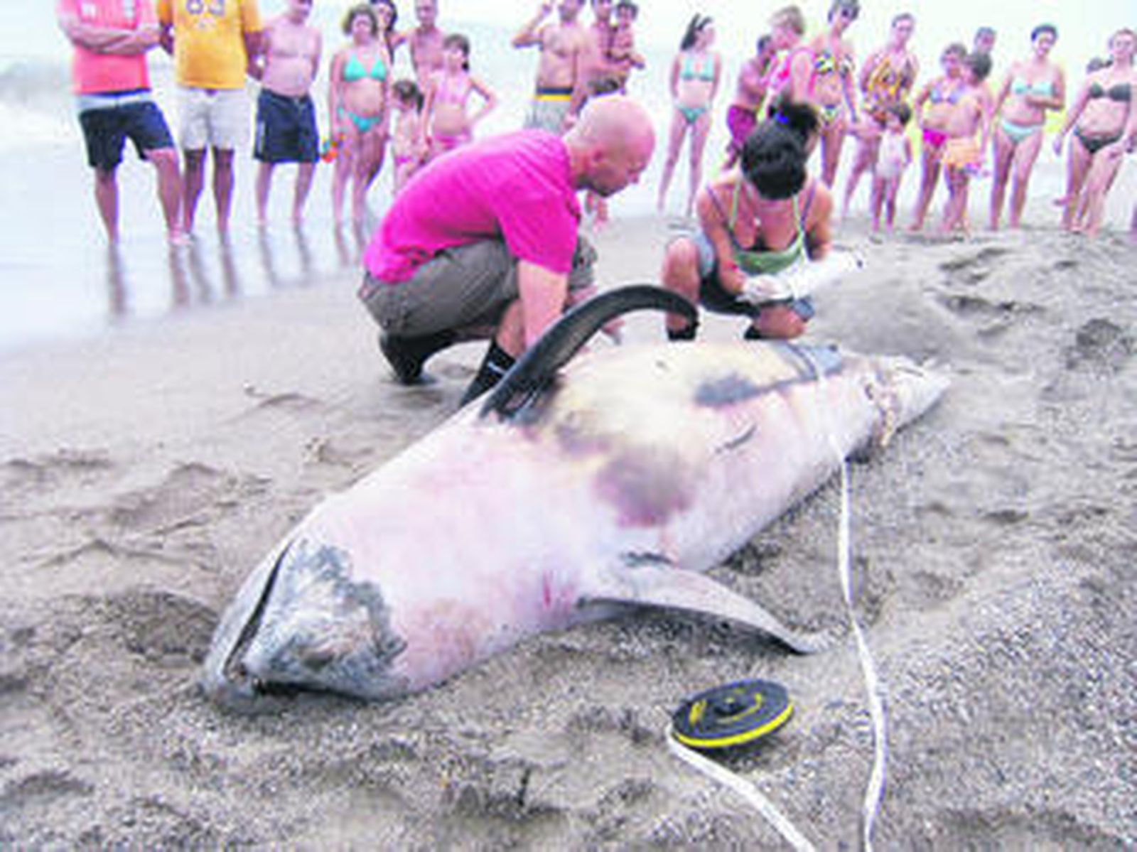 El cachalote fue encontrado por unos turistas.