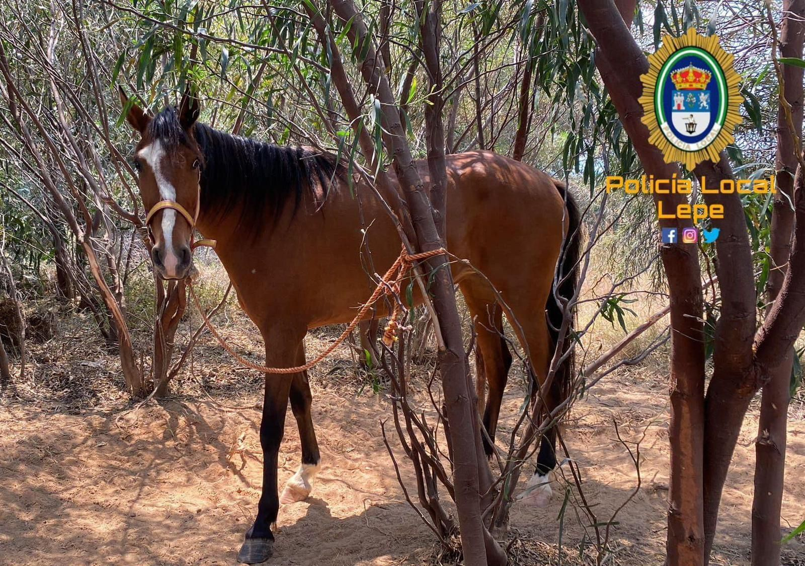 Encuentran en Lepe dos caballos robados preparados para ser sacados a Portugal