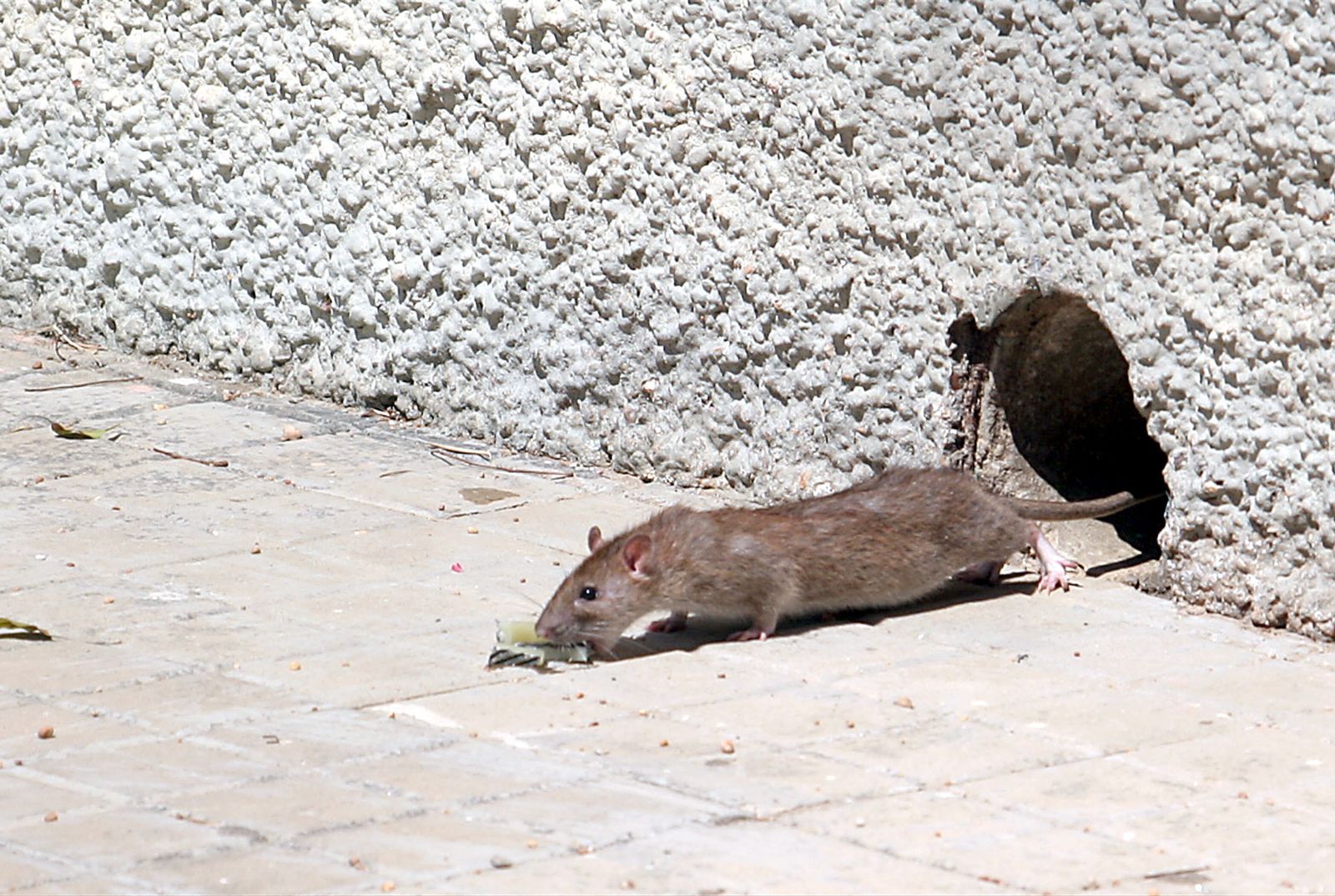 Imagen de archivo de una rata en Huelva.