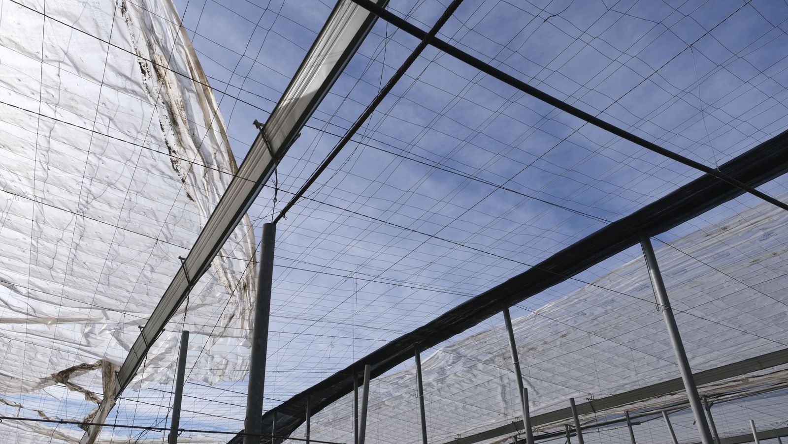 Los efectos del temporal de viento en los invernaderos, en imágenes