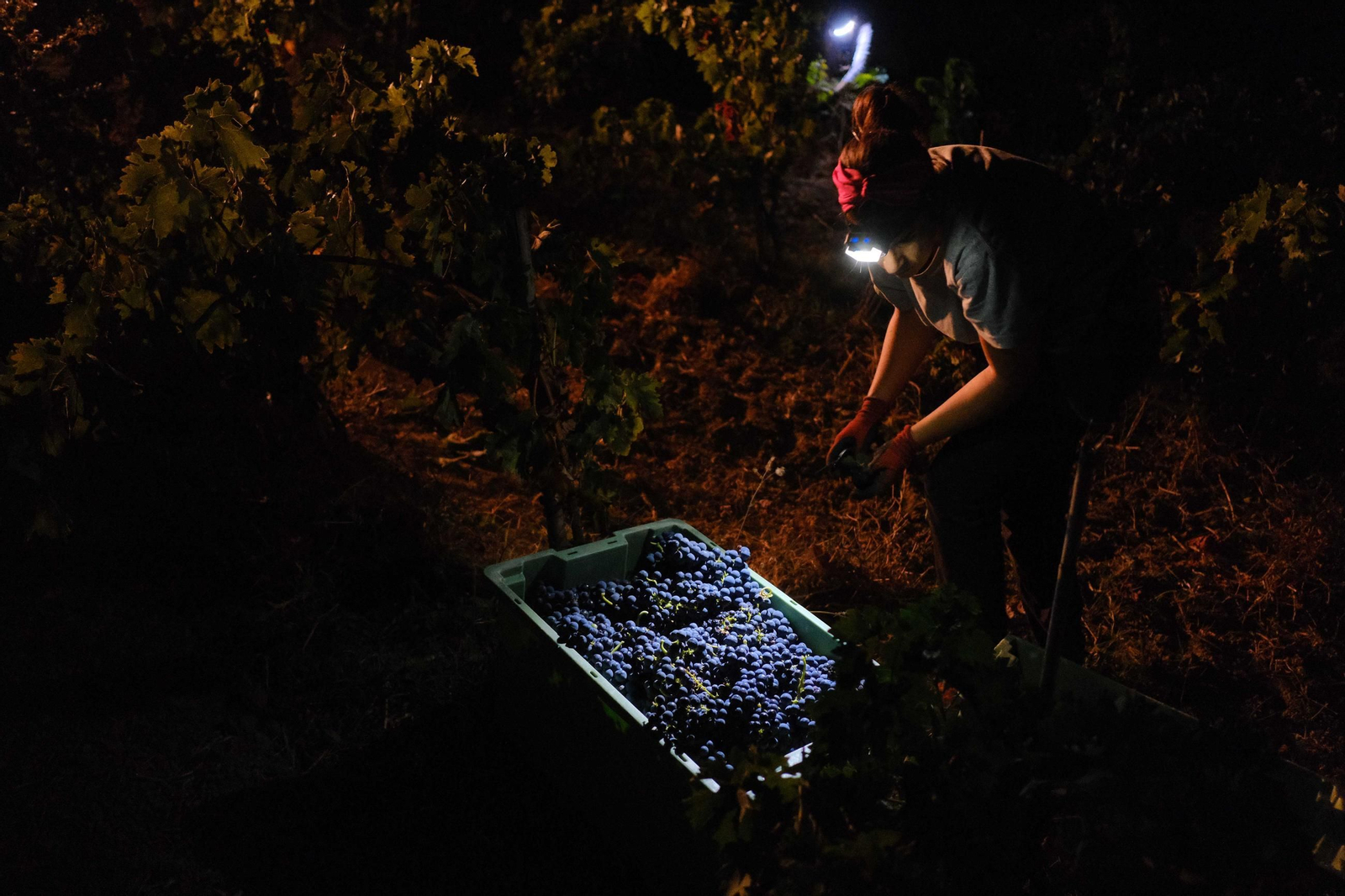 Vendimia en la Serranía de Ronda