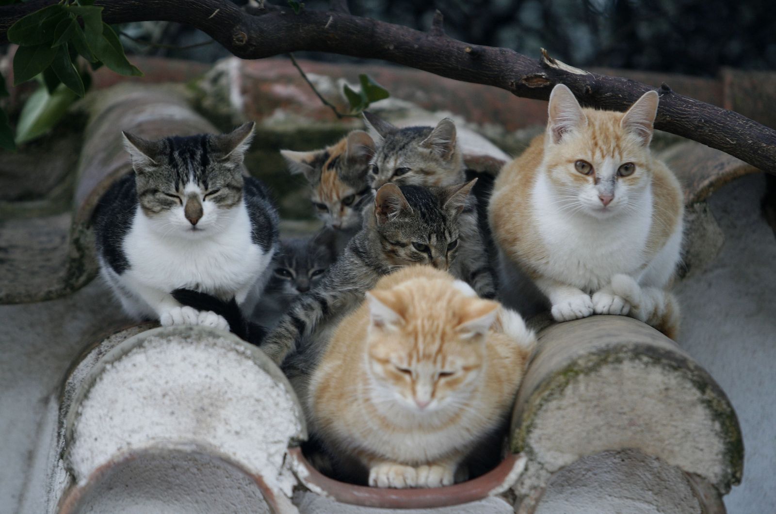 Varios gatos resguardándose del frío.