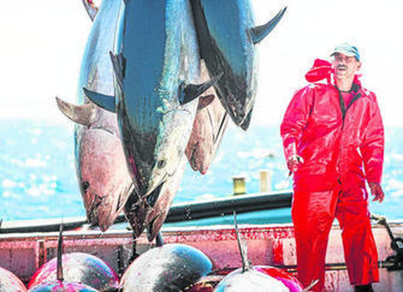 Ejemplares de atún rojo salvaje, capturados en una de las últimas levantás de Barbate.