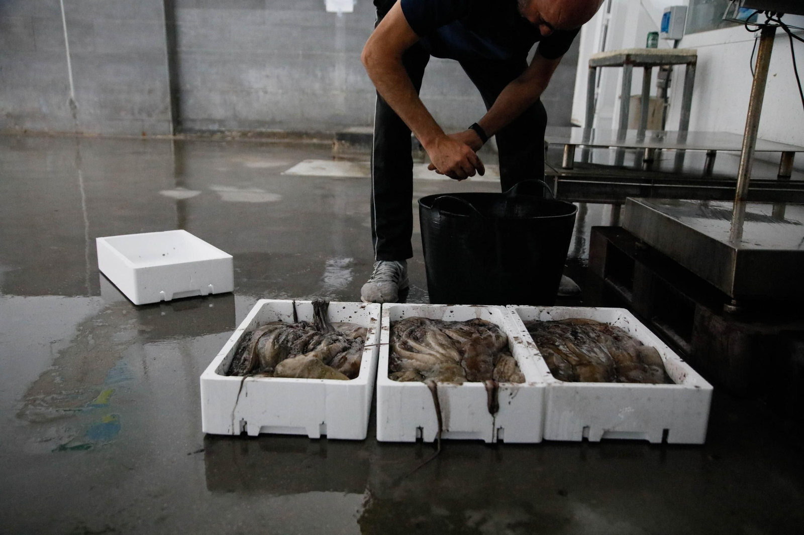 Vea cómo es la captura de pulpo en Adra, un manjar gastronómico