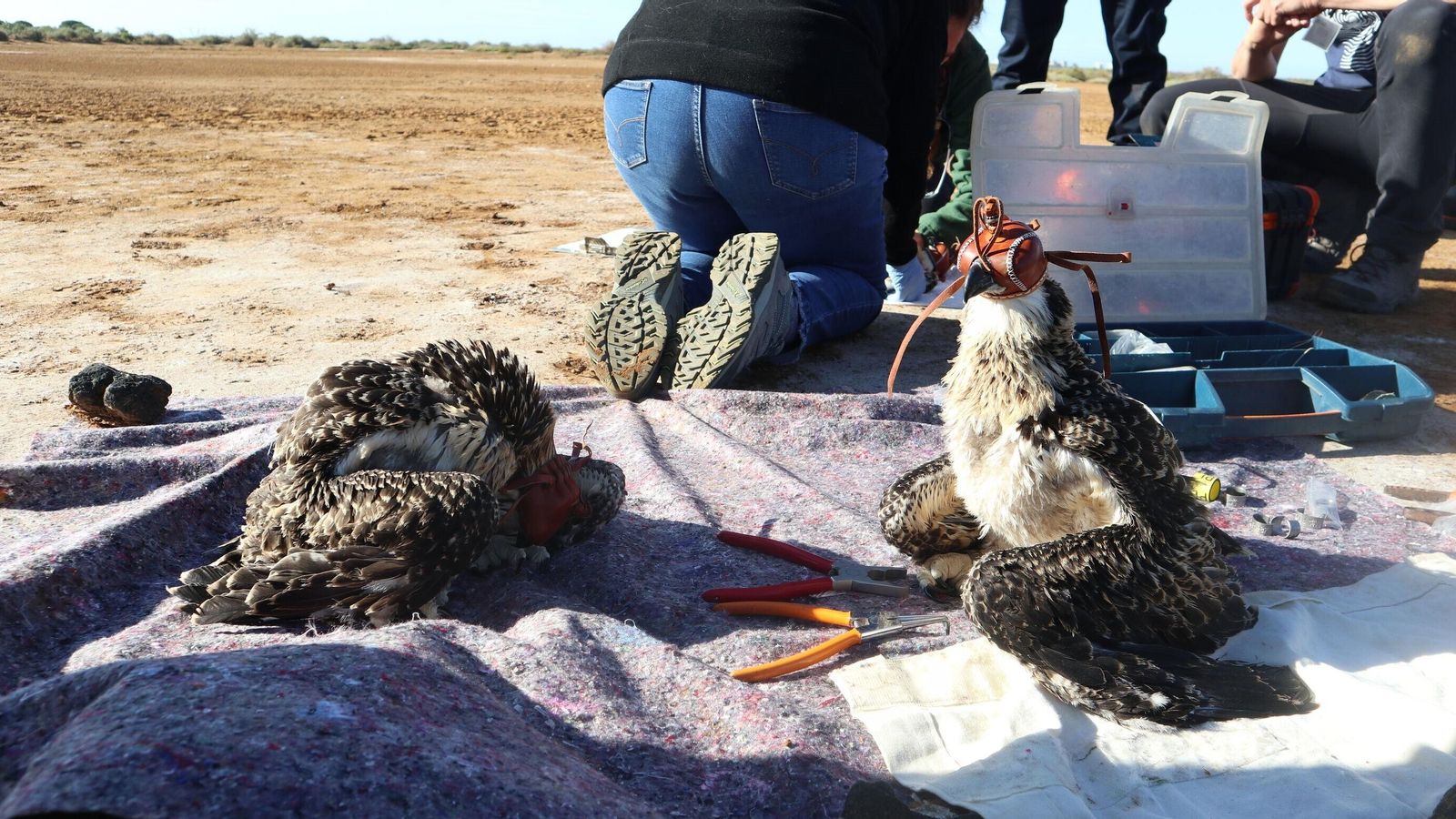 Trabajos de anillamiento del águila pescadora.