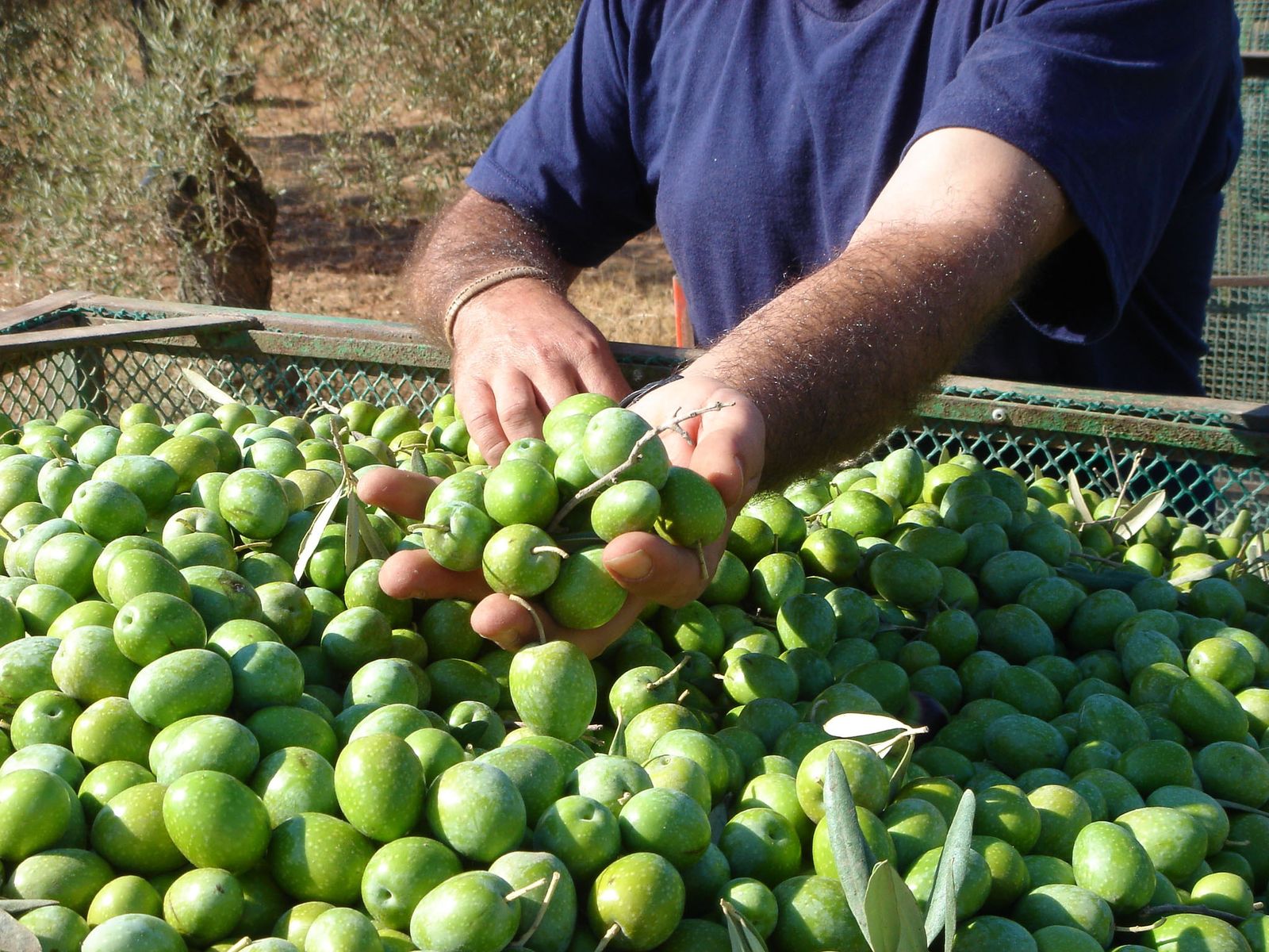 Aceitunas de la variedad gordal, destinadas al mercado de aceituna de mesa, recién recolectadas.