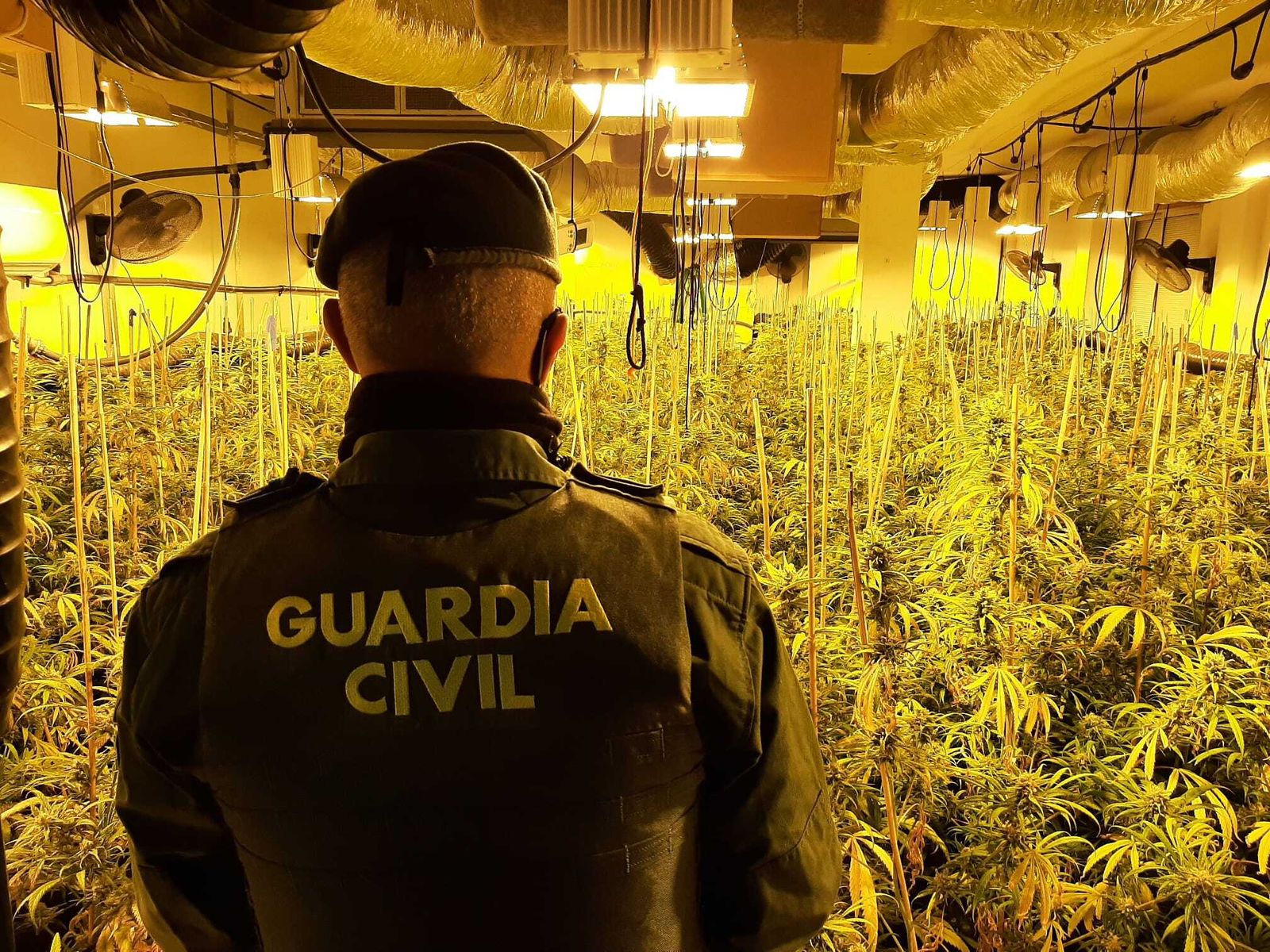 Guardia Civil en una plantación ilegal de marihuana