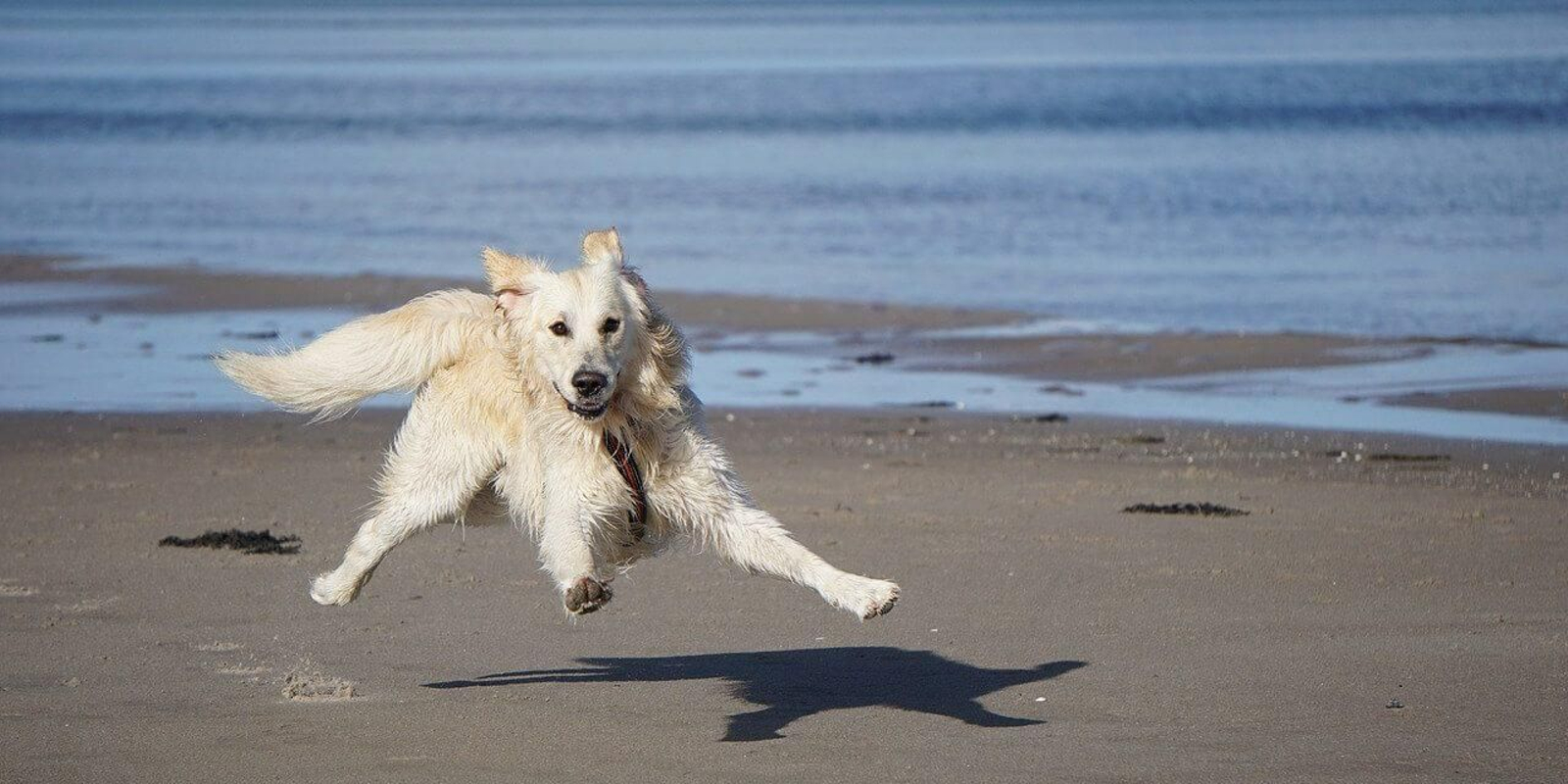 Hoteles de Huelva donde hospedarte con tu perro