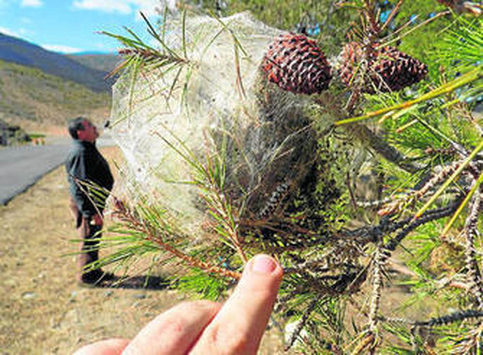 Decenas de orugas bajo el calor que le proporciona el nido que instalan en una rama de pino.