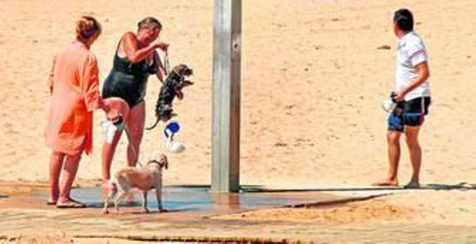 Bañistas con sus perros en una playa. Bañistas con sus perros en una playa.