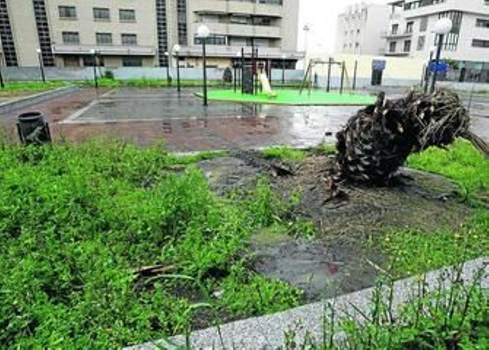 Estado en el que se encuentra actualmente la plaza Carlos Díaz, con las palmeras secas.
