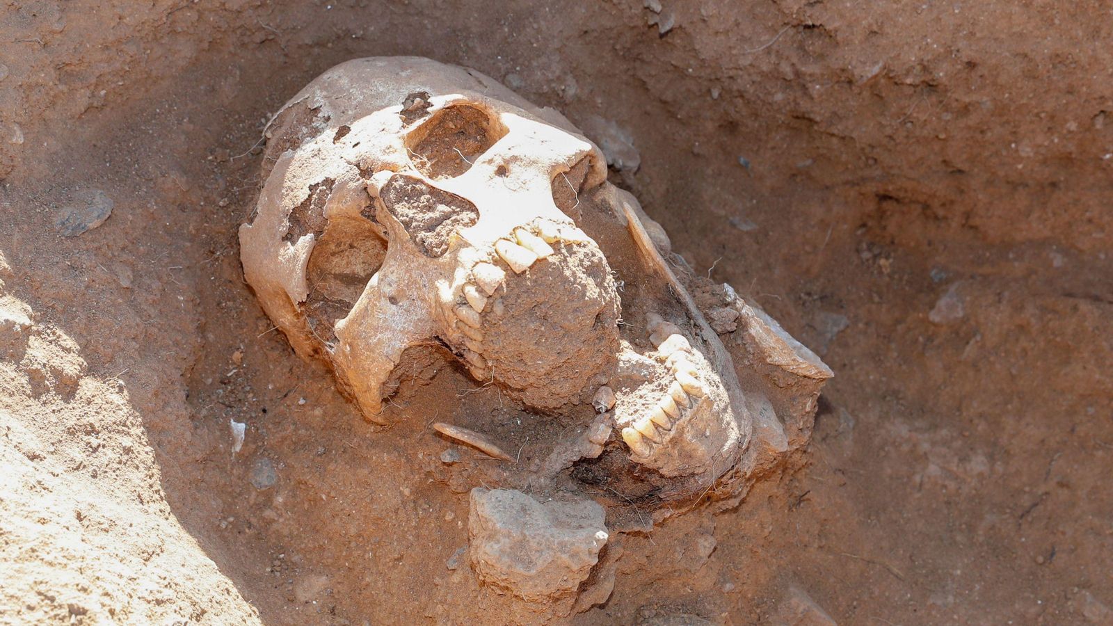 El cráneo del aborigen