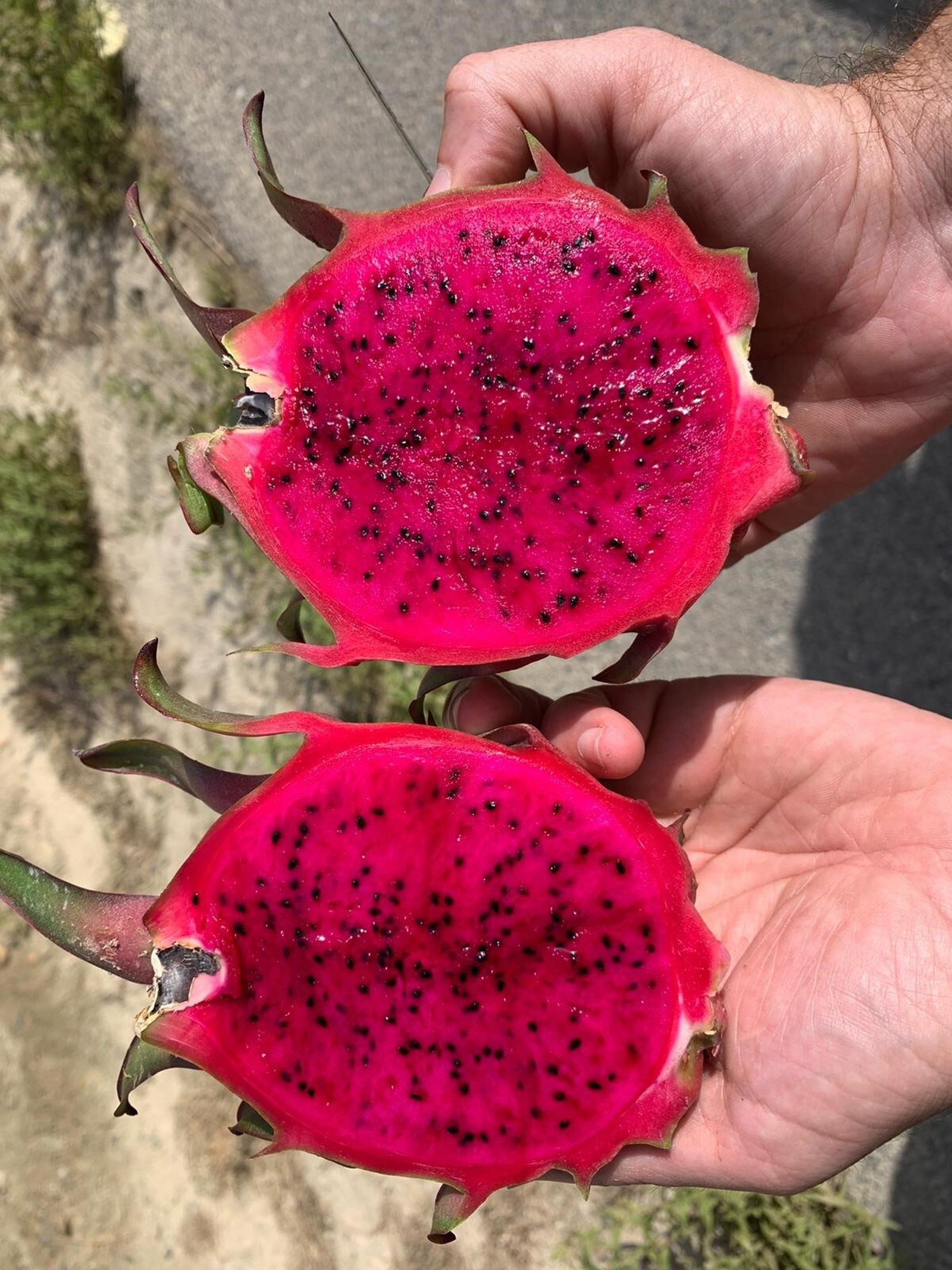 La pitahaya, producto clave de Anecoop