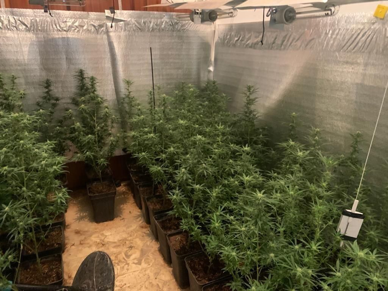 Cultivo de marihuana desmantelado en Hinojosa del Duque.