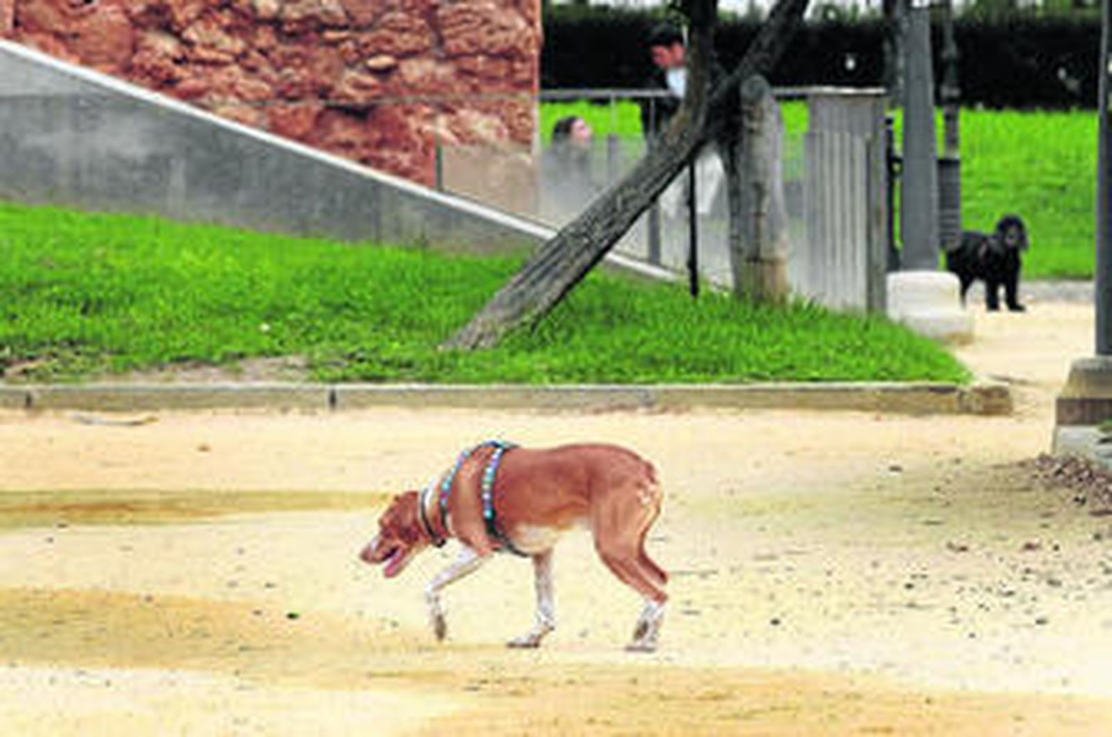 Un perro, paseando sin correa por un parque público.