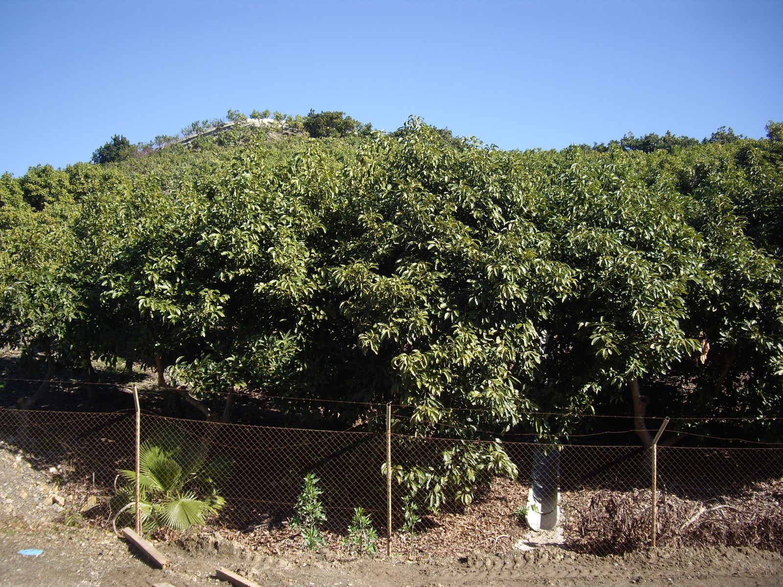 Finca de aguacates en la zona occidental de Vélez-Málaga.