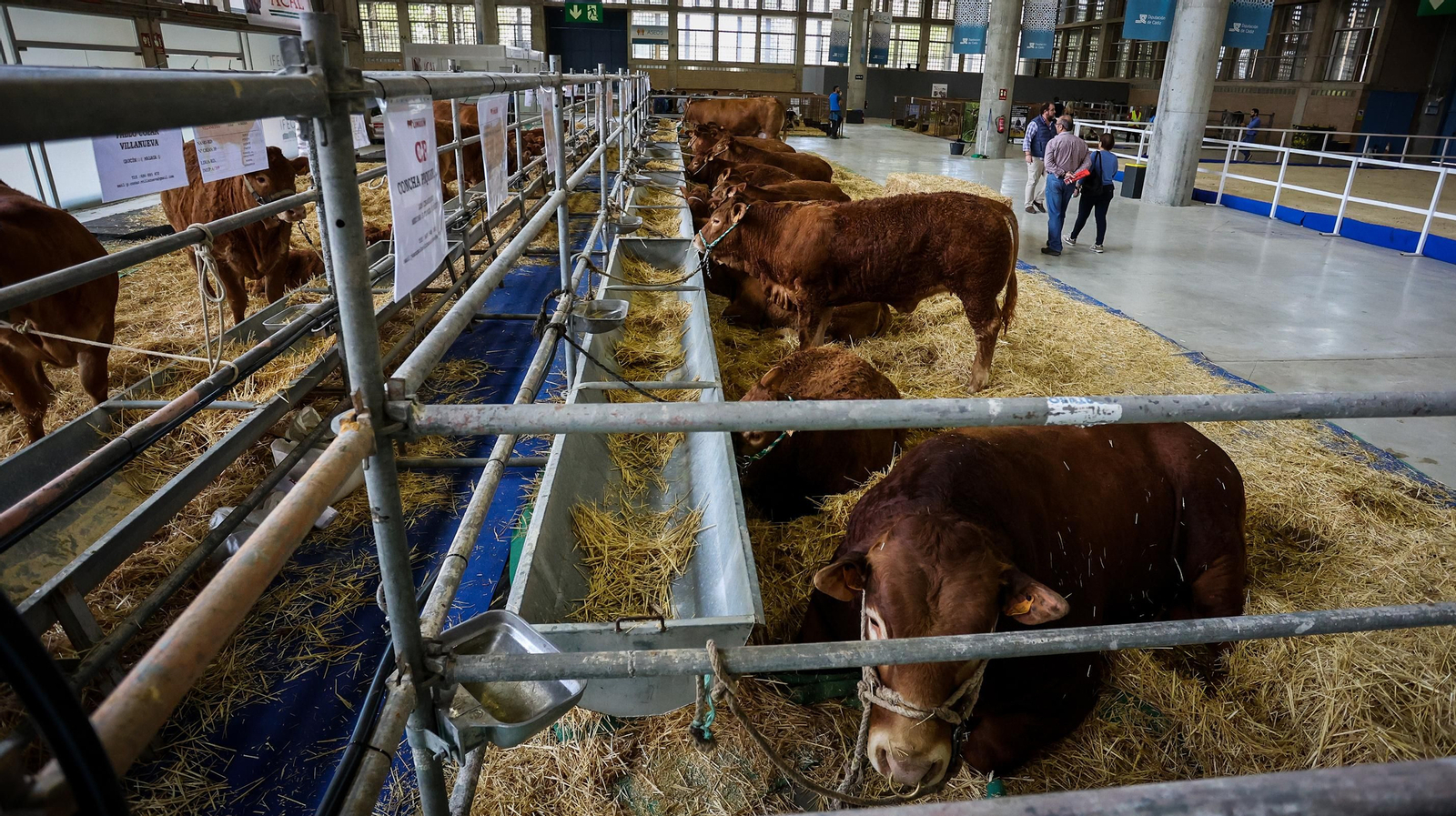 Comienza la feria de la ganadería y la agricultura en IFECA