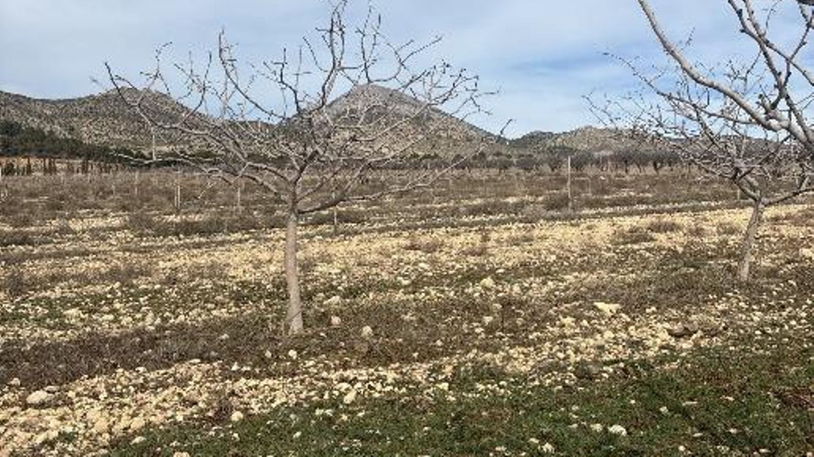 Suelos áridos en Huéscar. Zona muestreada en el proyecto SHARInG-MeD.