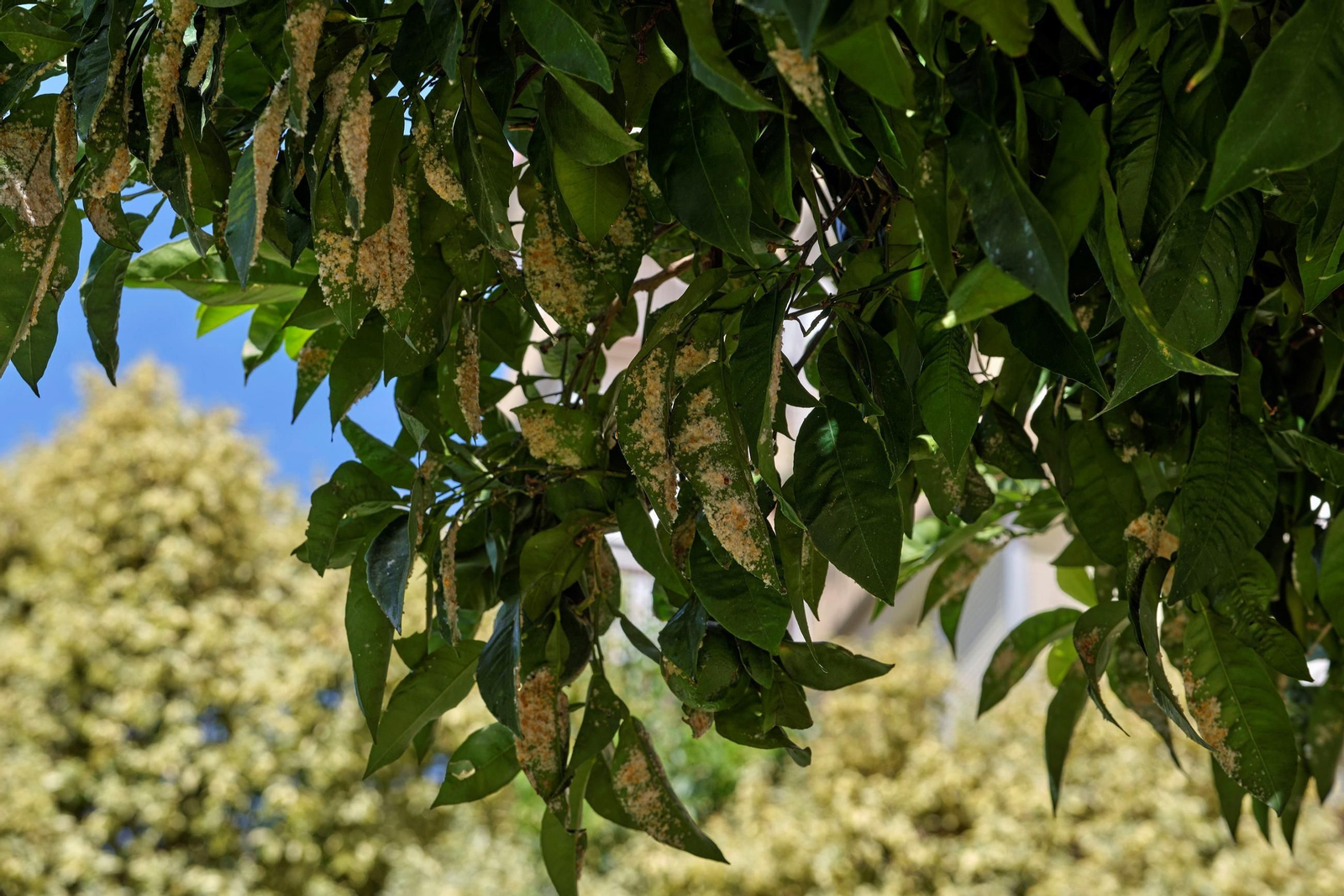 Así están los naranjos de Sevilla