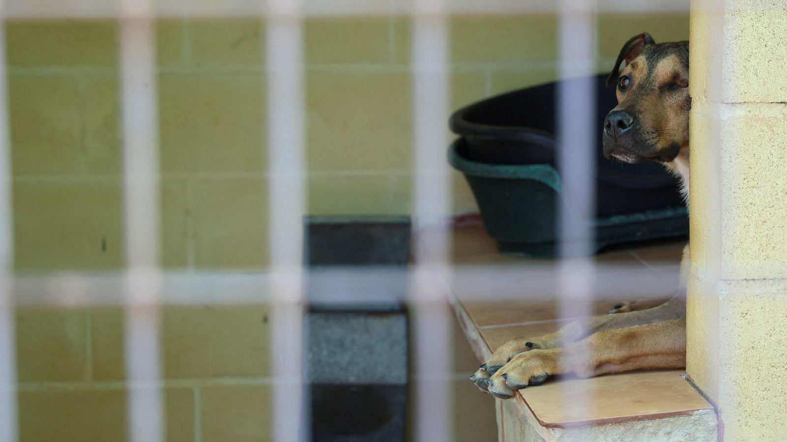 Los perros que buscan familia en la protectora de Animales de Málaga