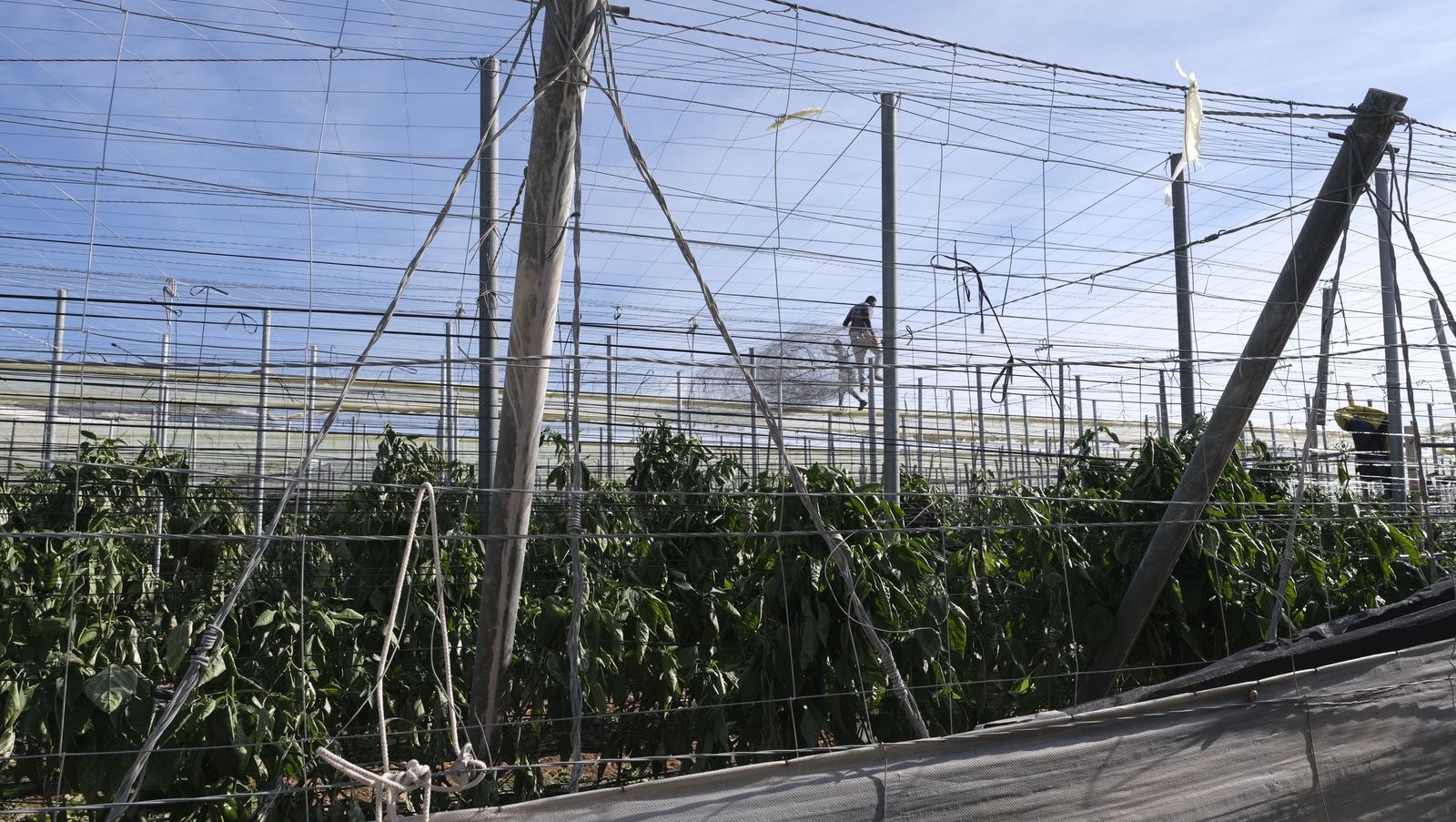 Los efectos del temporal de viento en los invernaderos, en imágenes