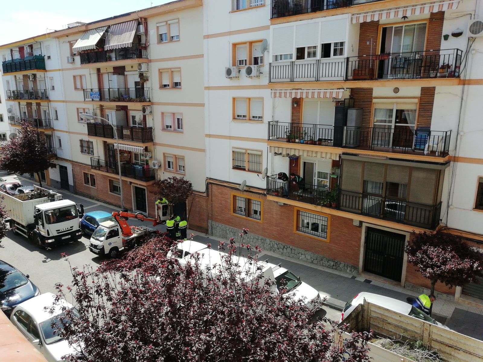 Operarios podan y enderezan un árbol.