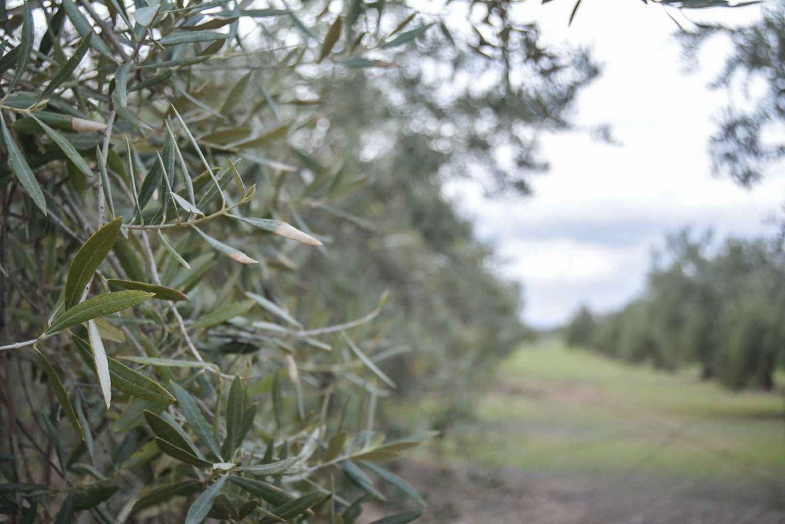 Olivar, en una imagen de archivo.