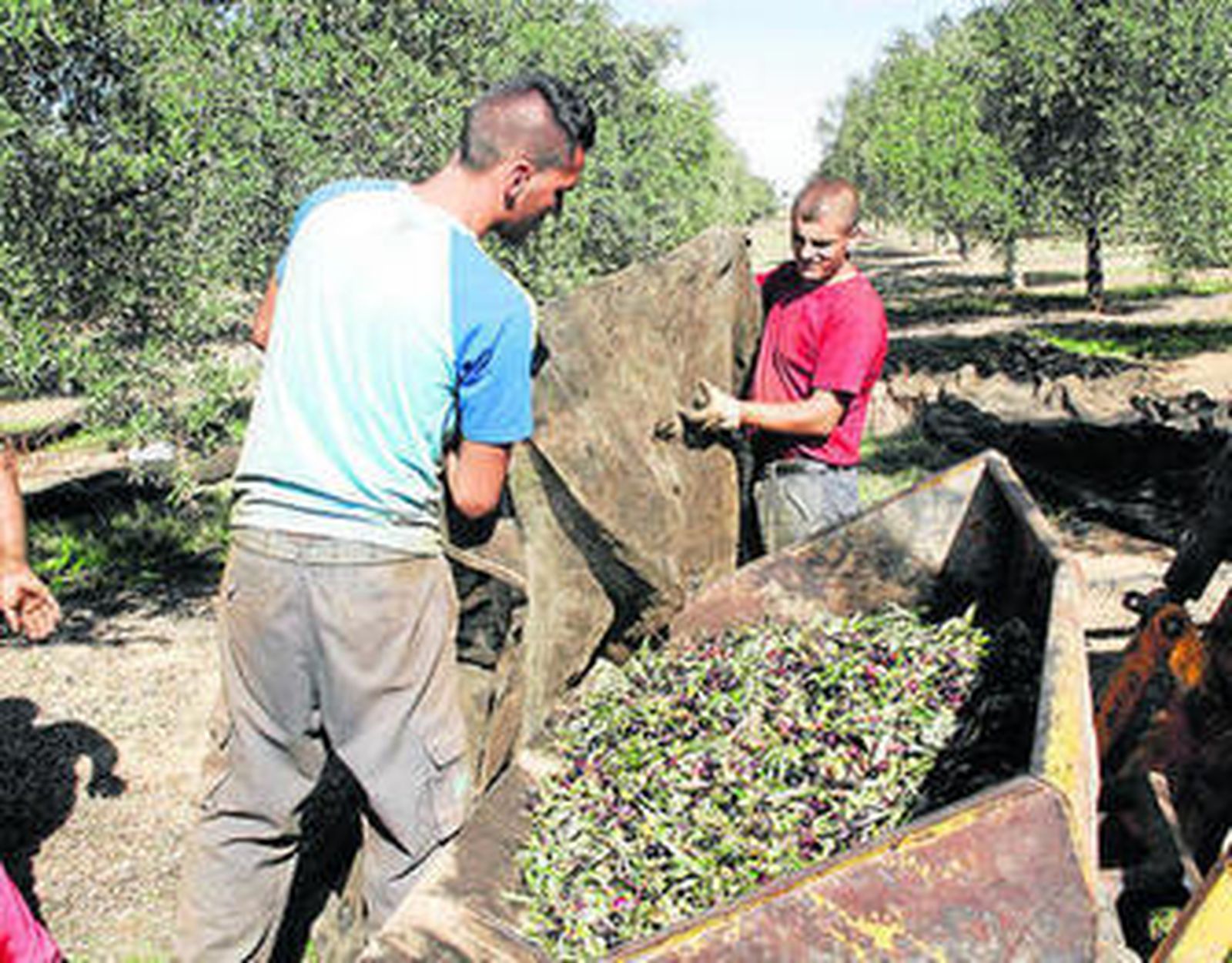 Los trabajadores del campo son de los peor remunerados.
