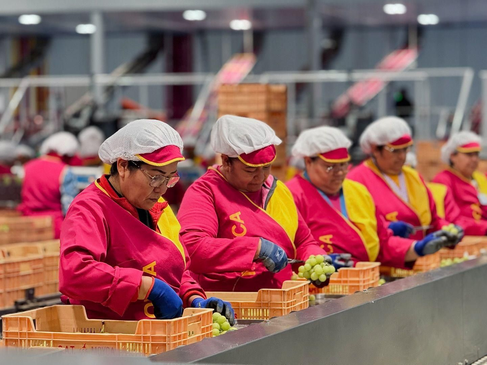 Trabajadores de Moyca confeccionan los diferentes pedidos, en las instalaciones de la firma.