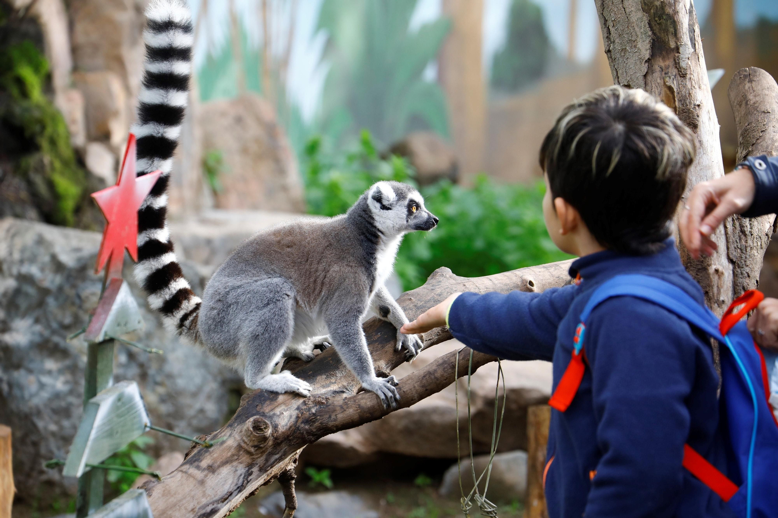 Así son las Aulas Específicas del Zoo de Córdoba en las que niños interactúan con lemures, en imágenes