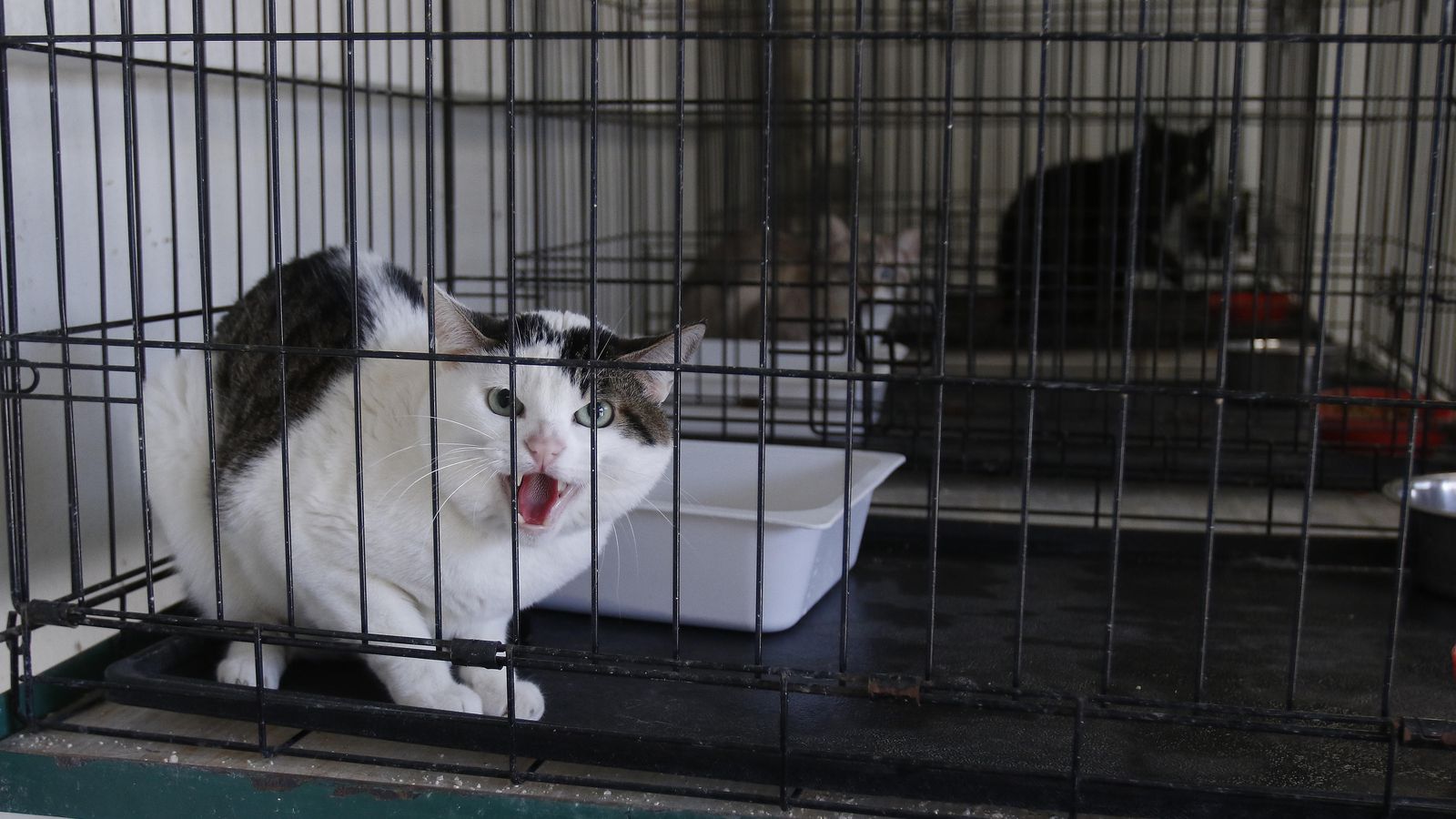 Un gato salvaje en una jaula del zoosanitario.