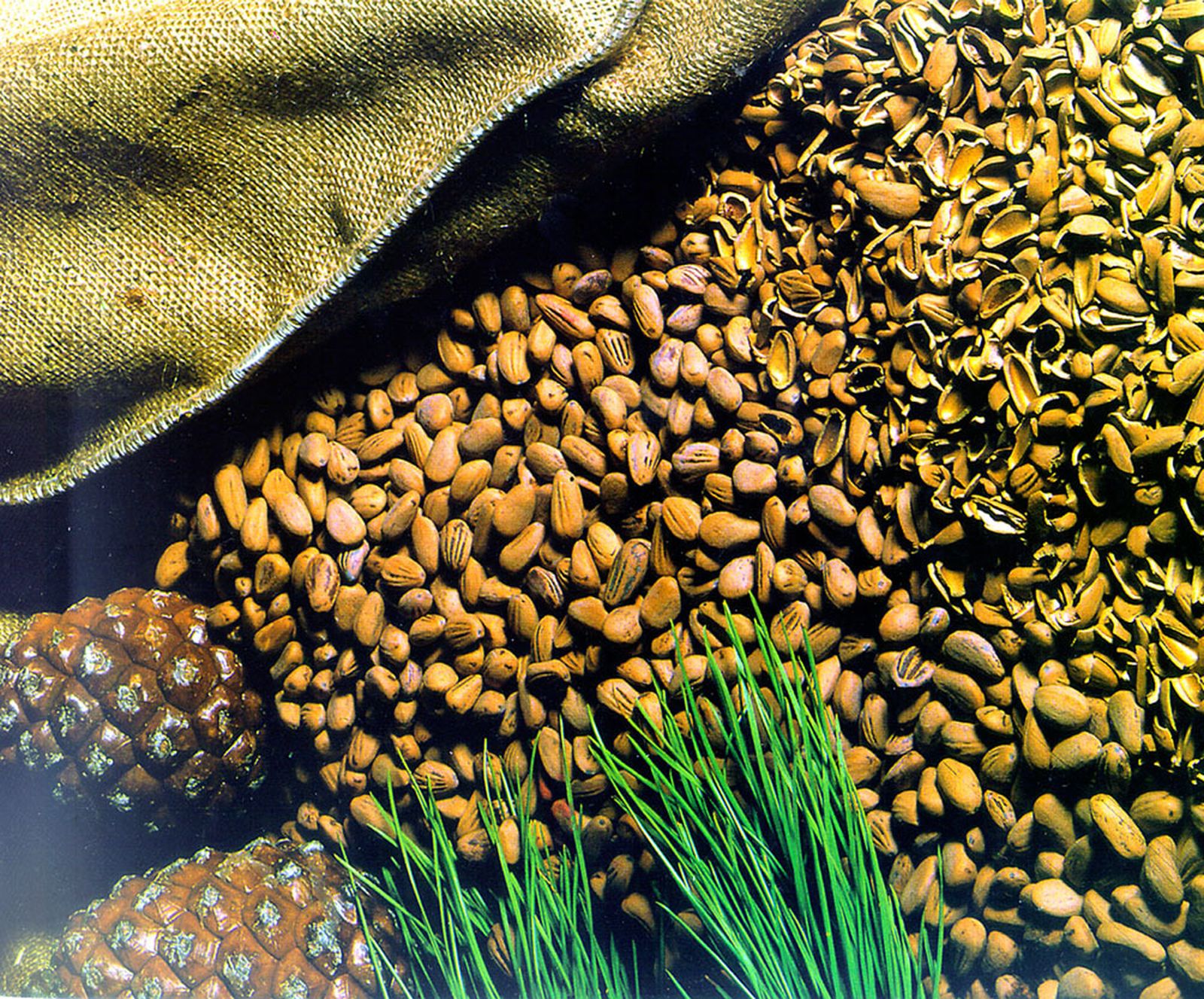 Piña, piñones pelados y sus cáscaras.