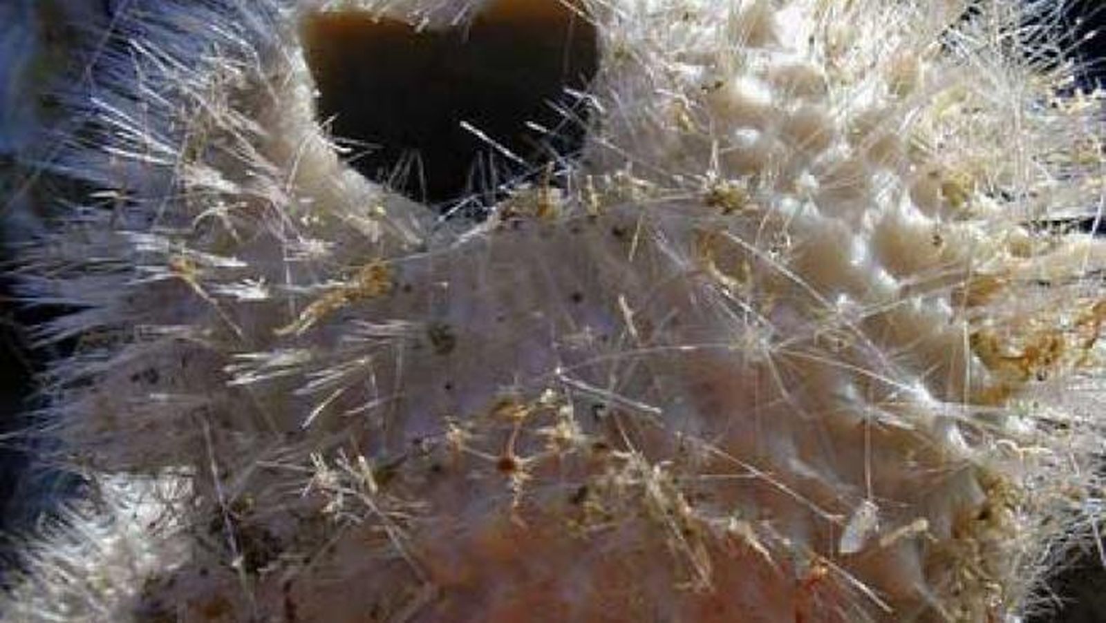 Esponjas marinas, en una imagen de archivo.