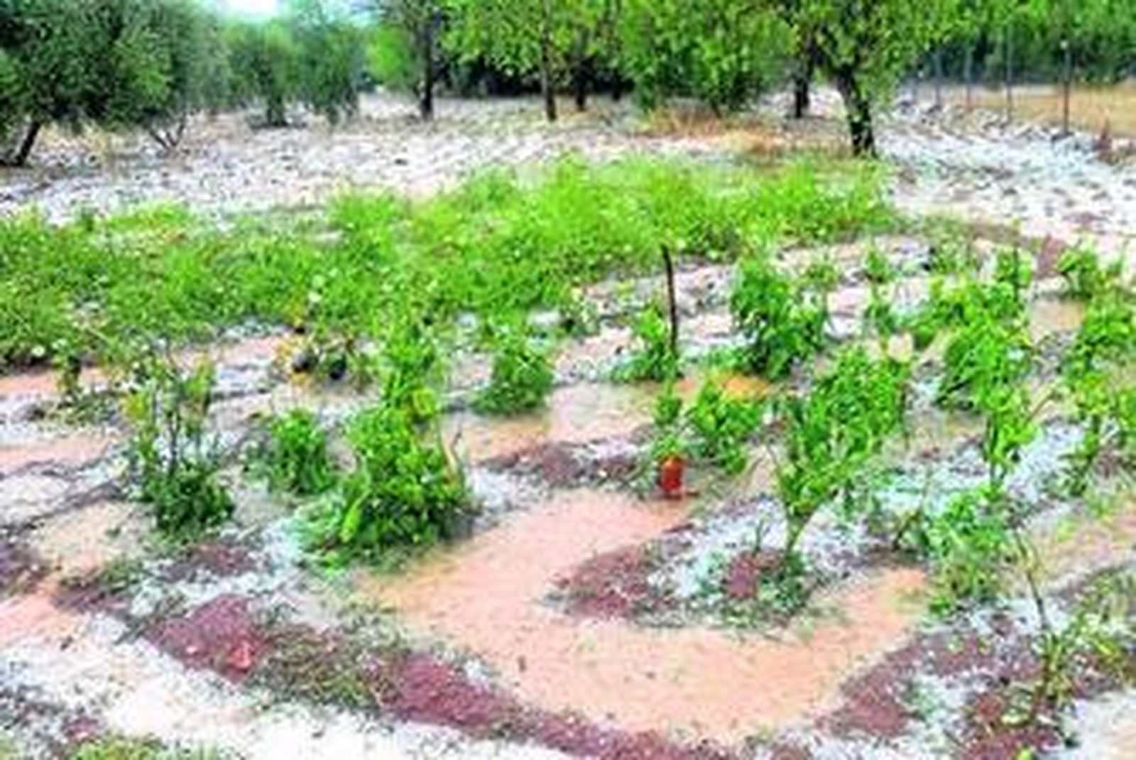 Una huerta de Ronda afectada por la granizada.
