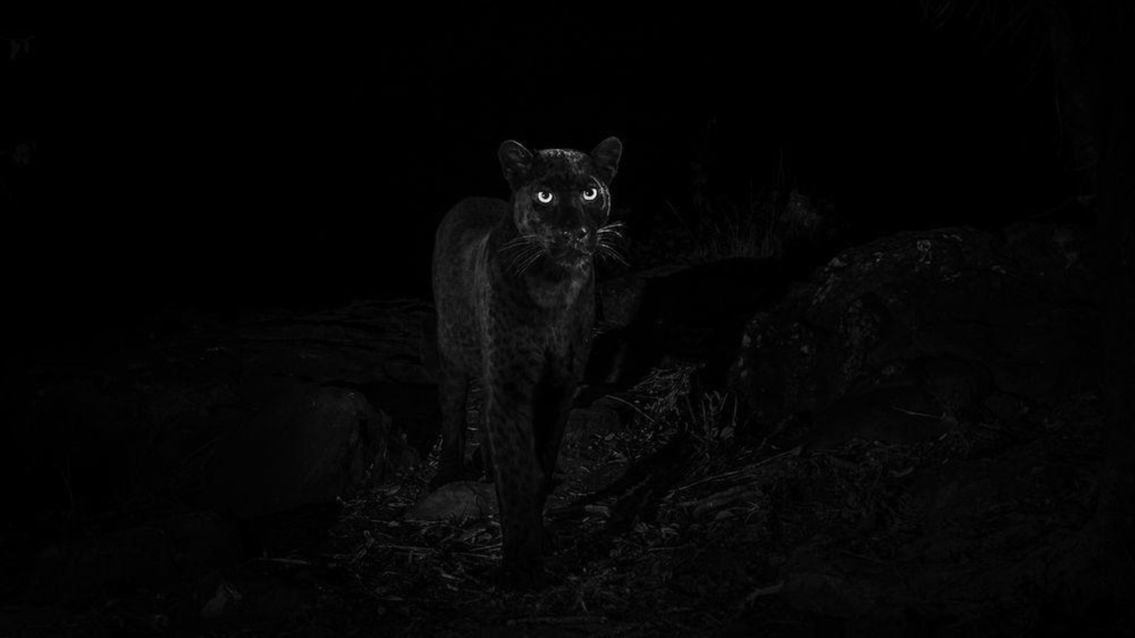 El leopardo negro africano