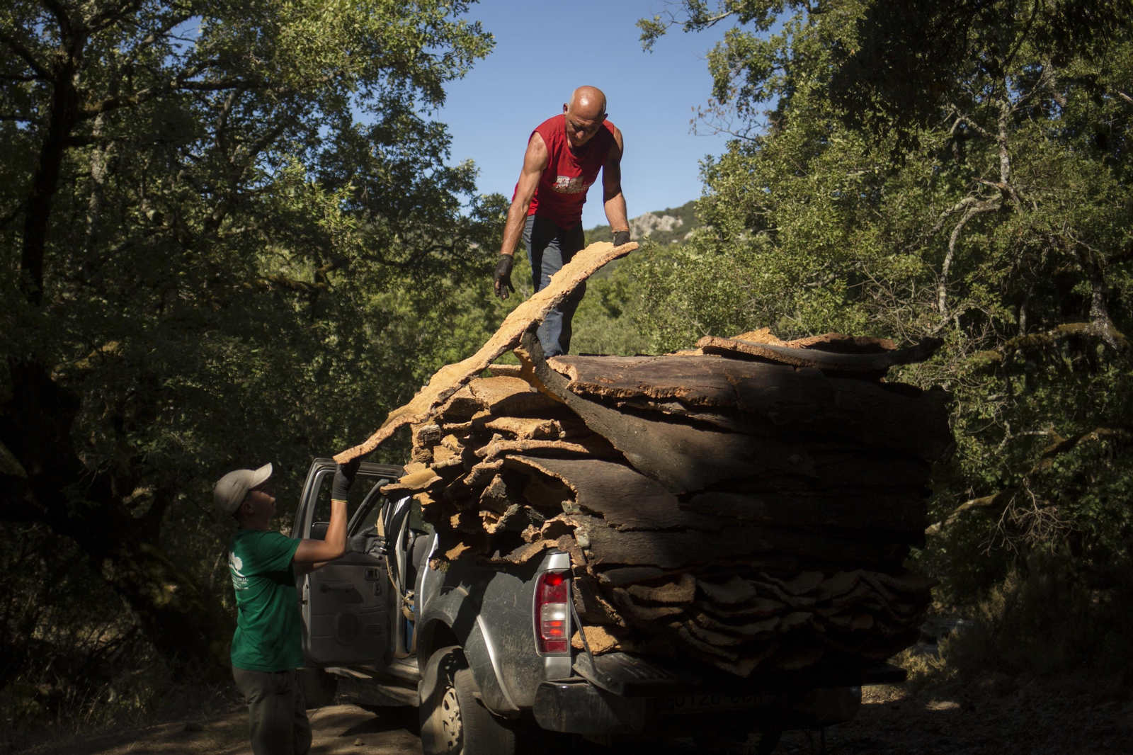 Fotos de la recogida del corcho en Ronda