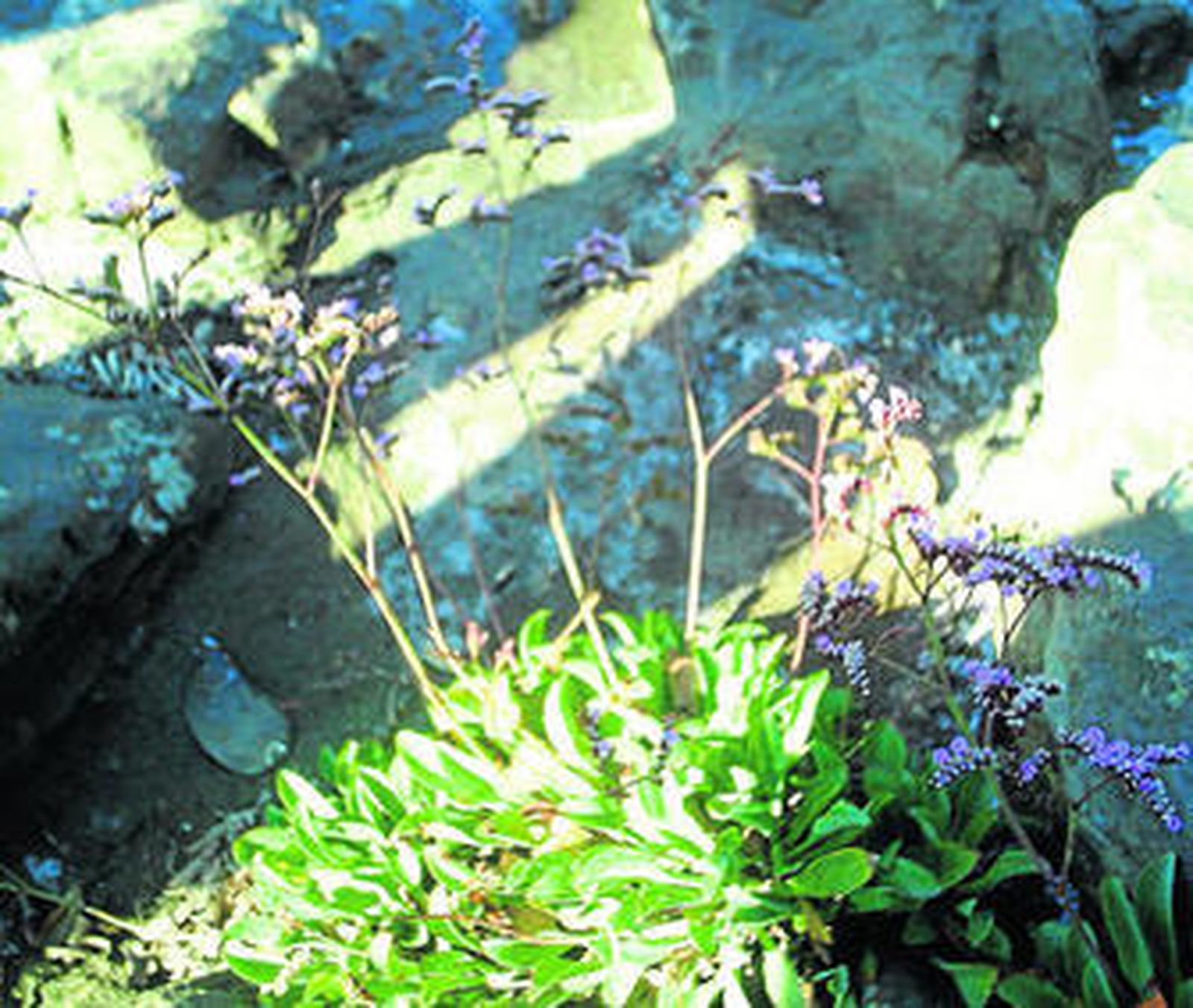 'Limonium malacitano' localizado en escasos puntos del litoral de Málaga.