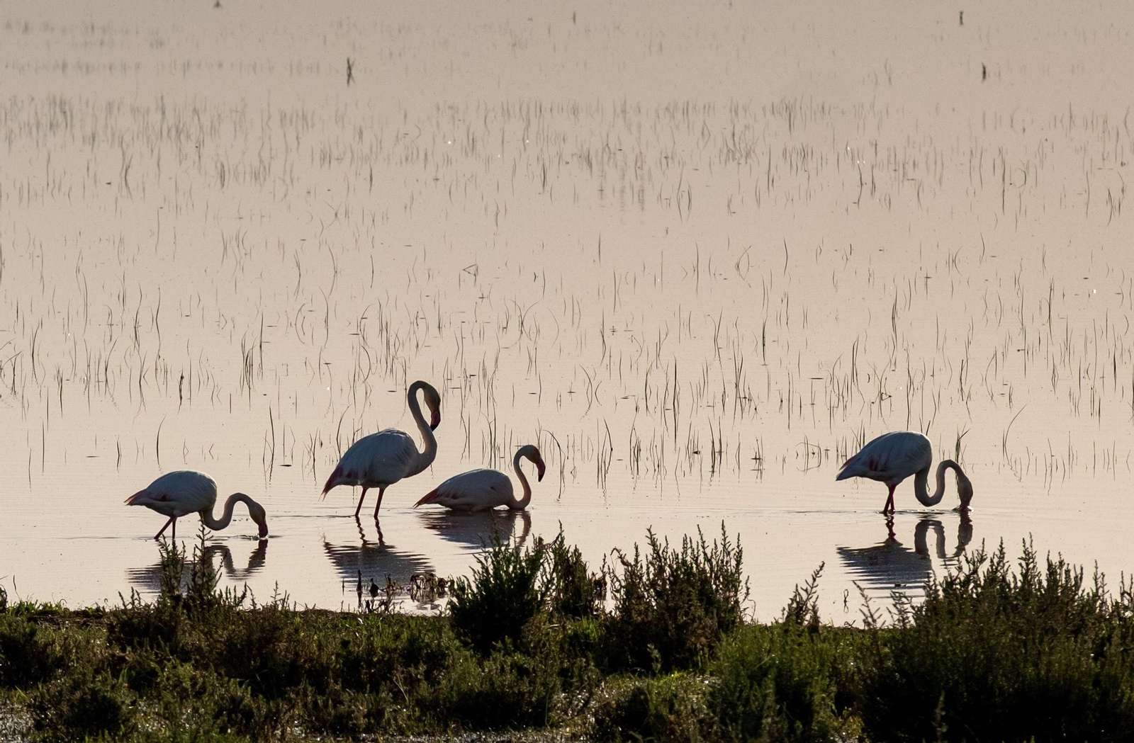 Un grupo de flamencos en la marisma gallega de Hinojos.