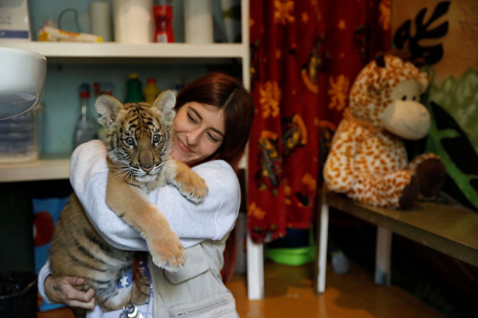 Shere Khan, el tigre de bengala de la Pequeña África