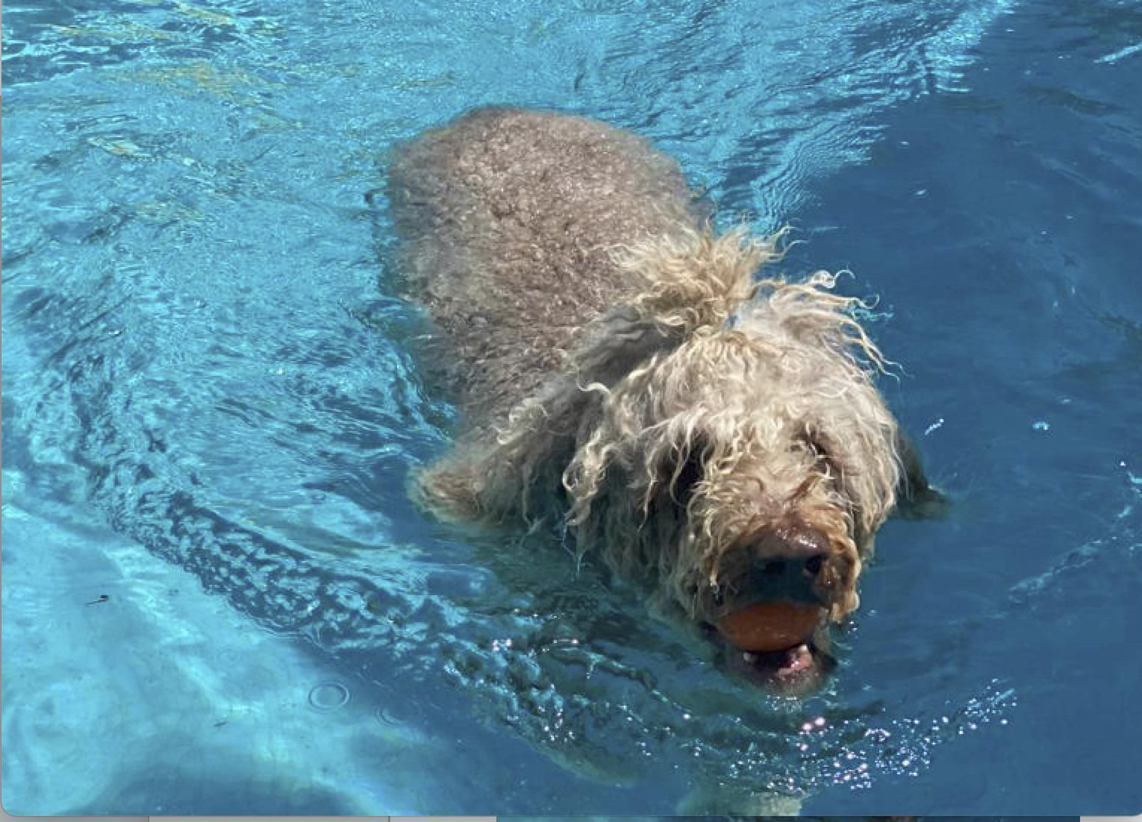 La perrita de aguas objeto del proceso La perrita de aguas objeto del proceso
